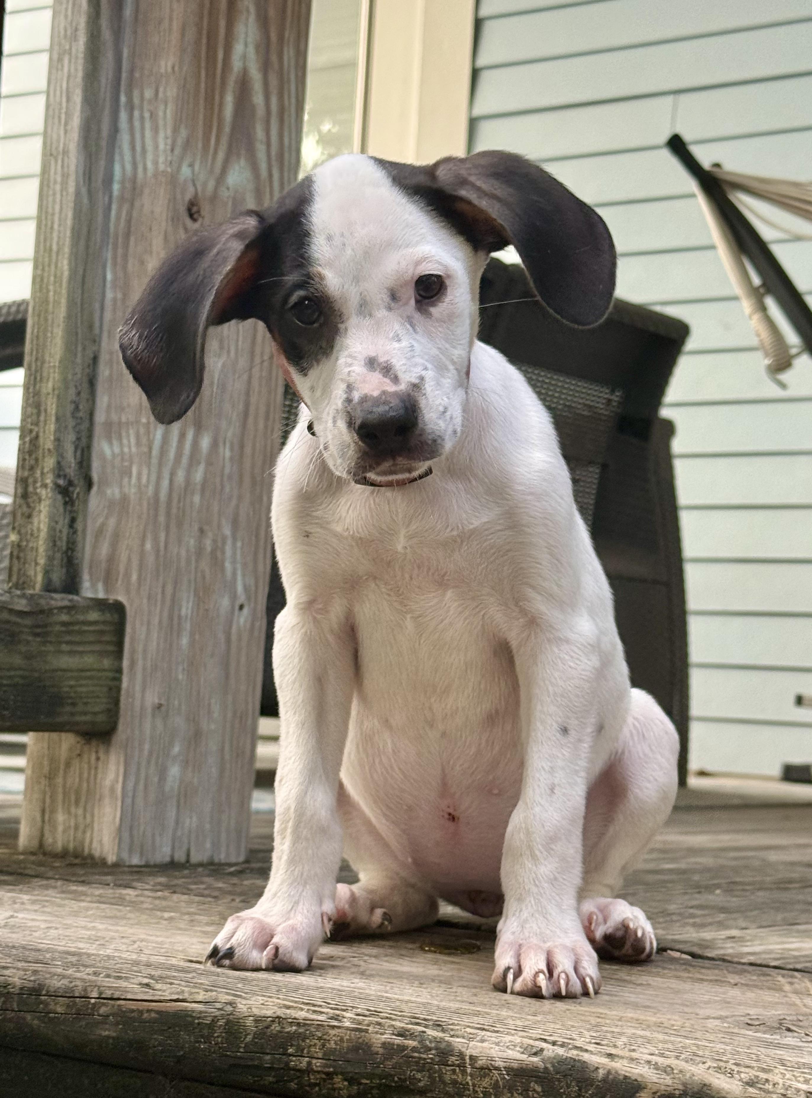 Melanie Houndilton, Adoptable, Puppy Female American Foxhound.