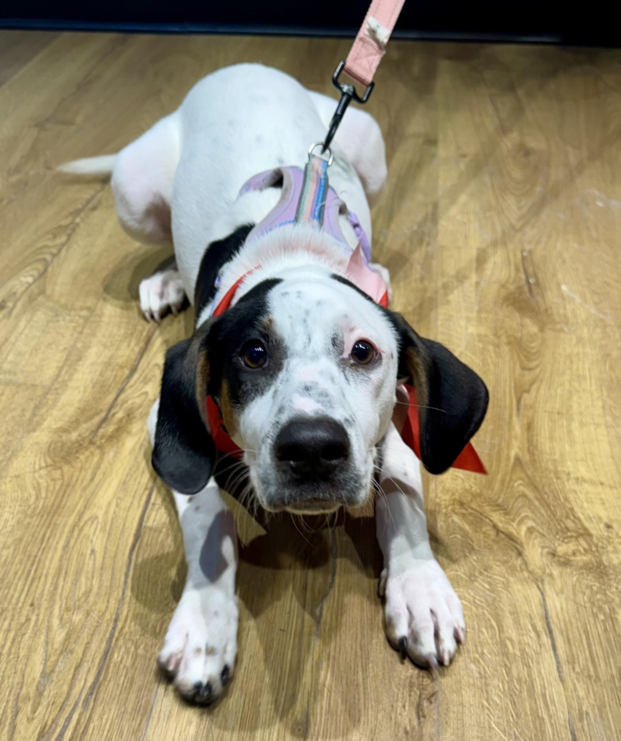 Enlarge Melanie Houndilton, a Adoptable mixed breed in New Orleans, LA image 2/6