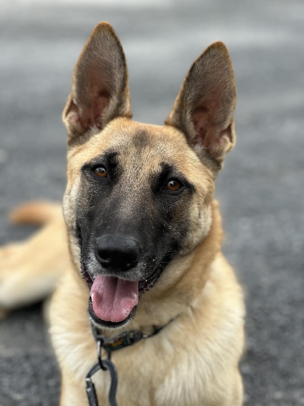Enlarge Penny, a ADOPTABLE German Shepherd Dog in Oakdale, CA image 2/2