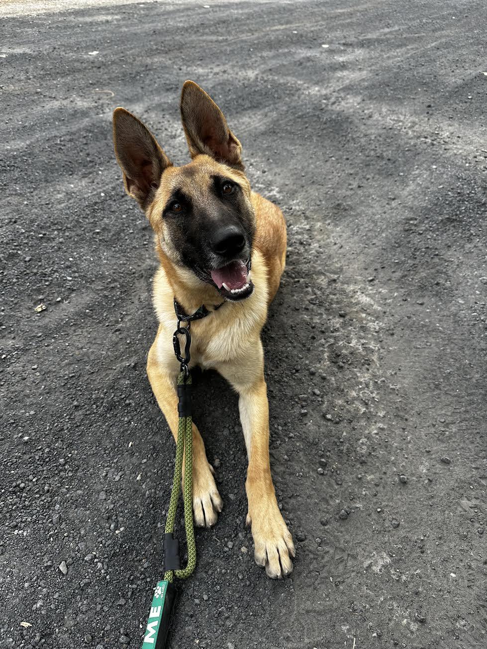 Enlarge Penny, a ADOPTABLE German Shepherd Dog in Oakdale, CA image 1/2