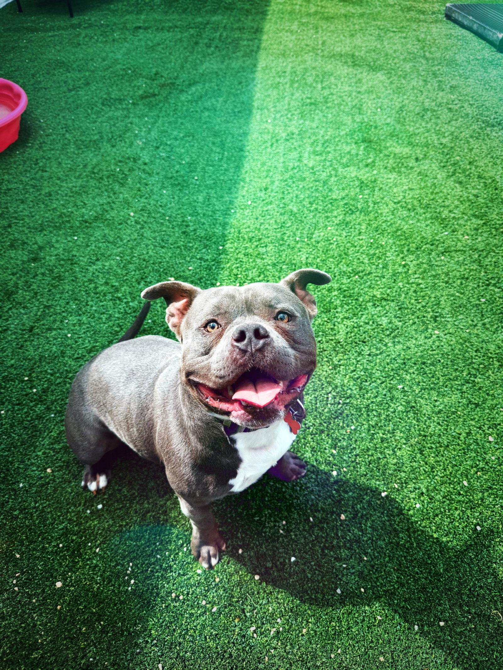 Enlarge Cain, a Adopted American Bulldog in Cedar Rapids, IA image 1/3