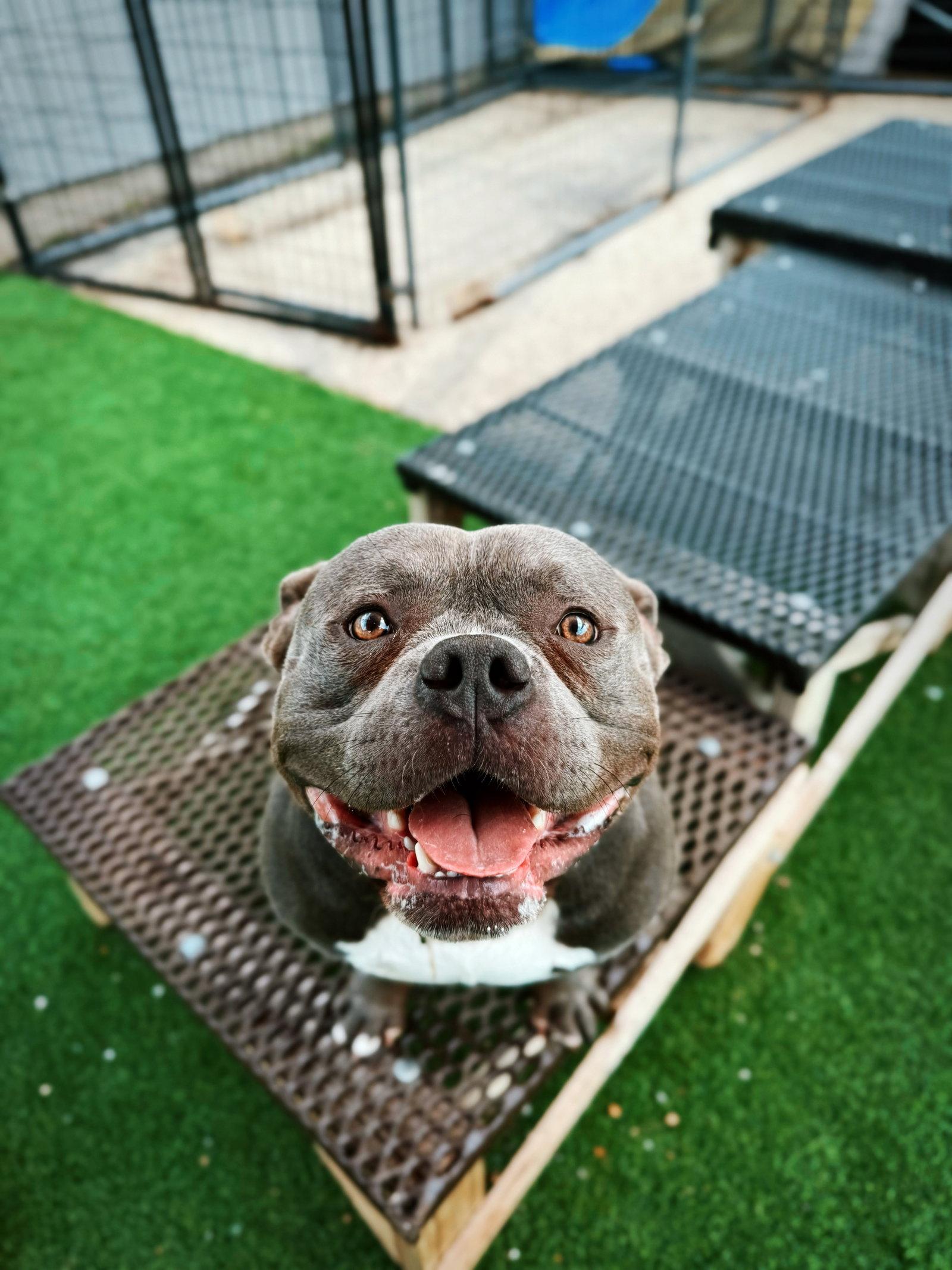 Enlarge Cain, a Adopted American Bulldog in Cedar Rapids, IA image 3/3