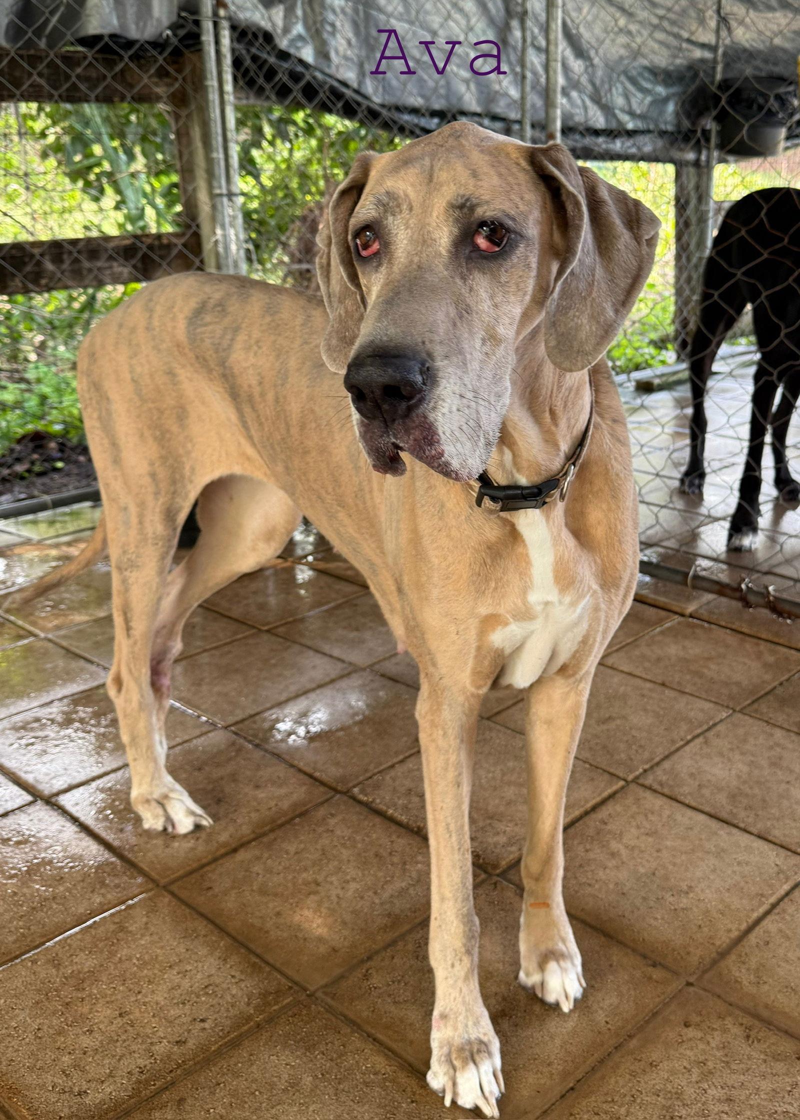 Ava, Adoptable, Adult Female Great Dane.