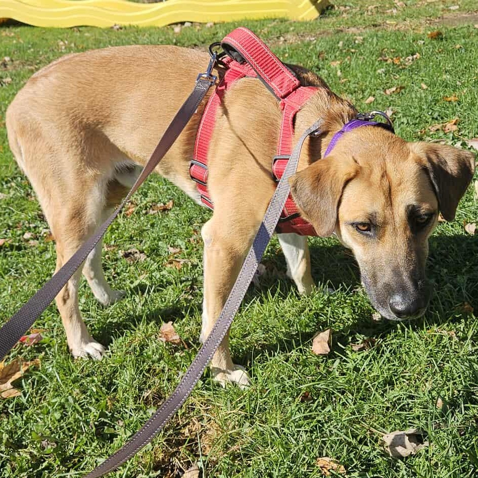 Tony, Adoptable, Adult Male Shepherd & Labrador Retriever.