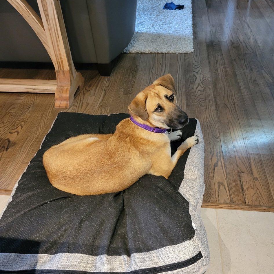 Enlarge Tony, a Adoptable mixed breed in Woodstock, ON image 1/6