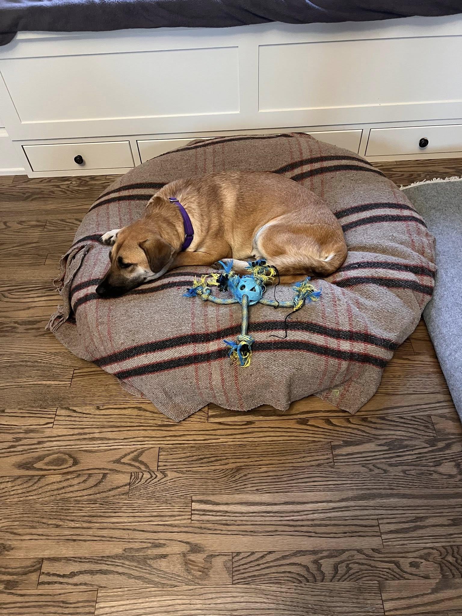 Tony, a Adoptable mixed breed in Woodstock, ON image 6/6