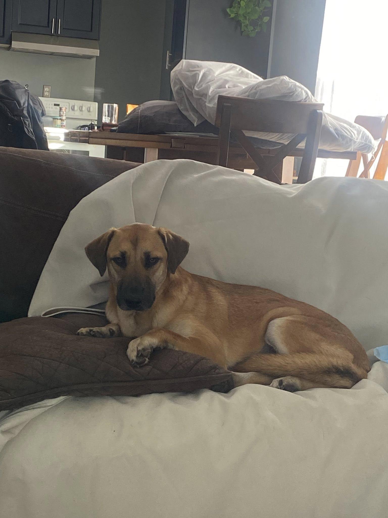 Tony, a Adoptable mixed breed in Woodstock, ON image 5/6