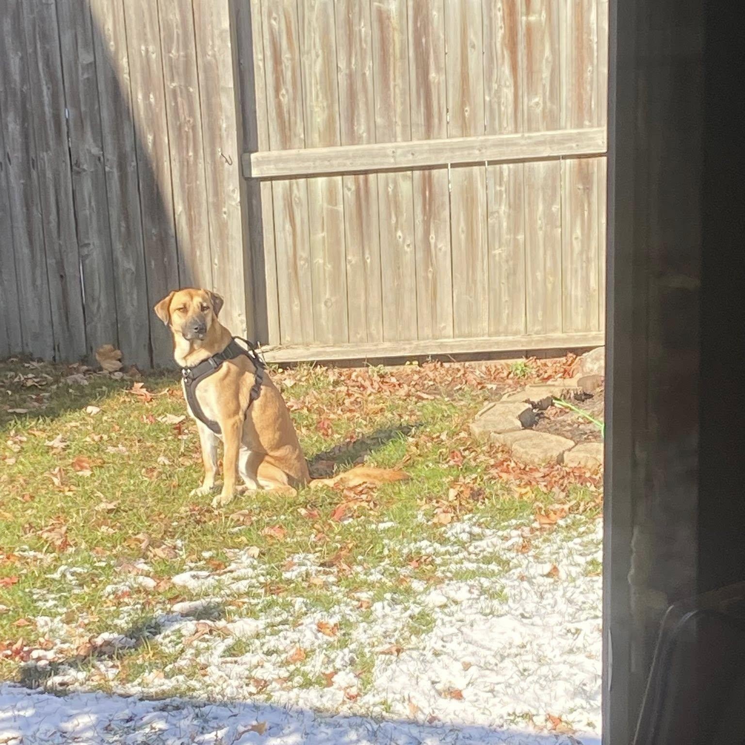 Enlarge Tony, a Adoptable mixed breed in Woodstock, ON image 6/6