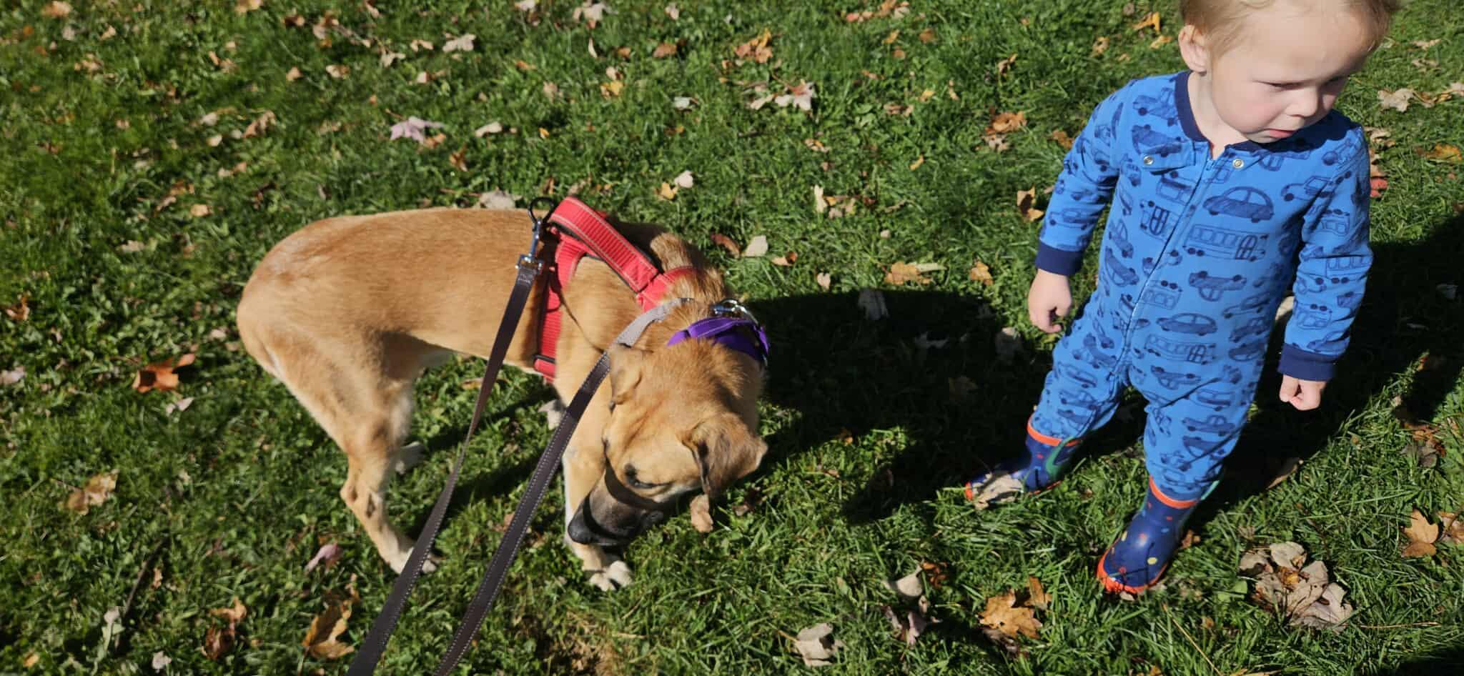 Tony, a Adoptable mixed breed in Woodstock, ON image 2/6