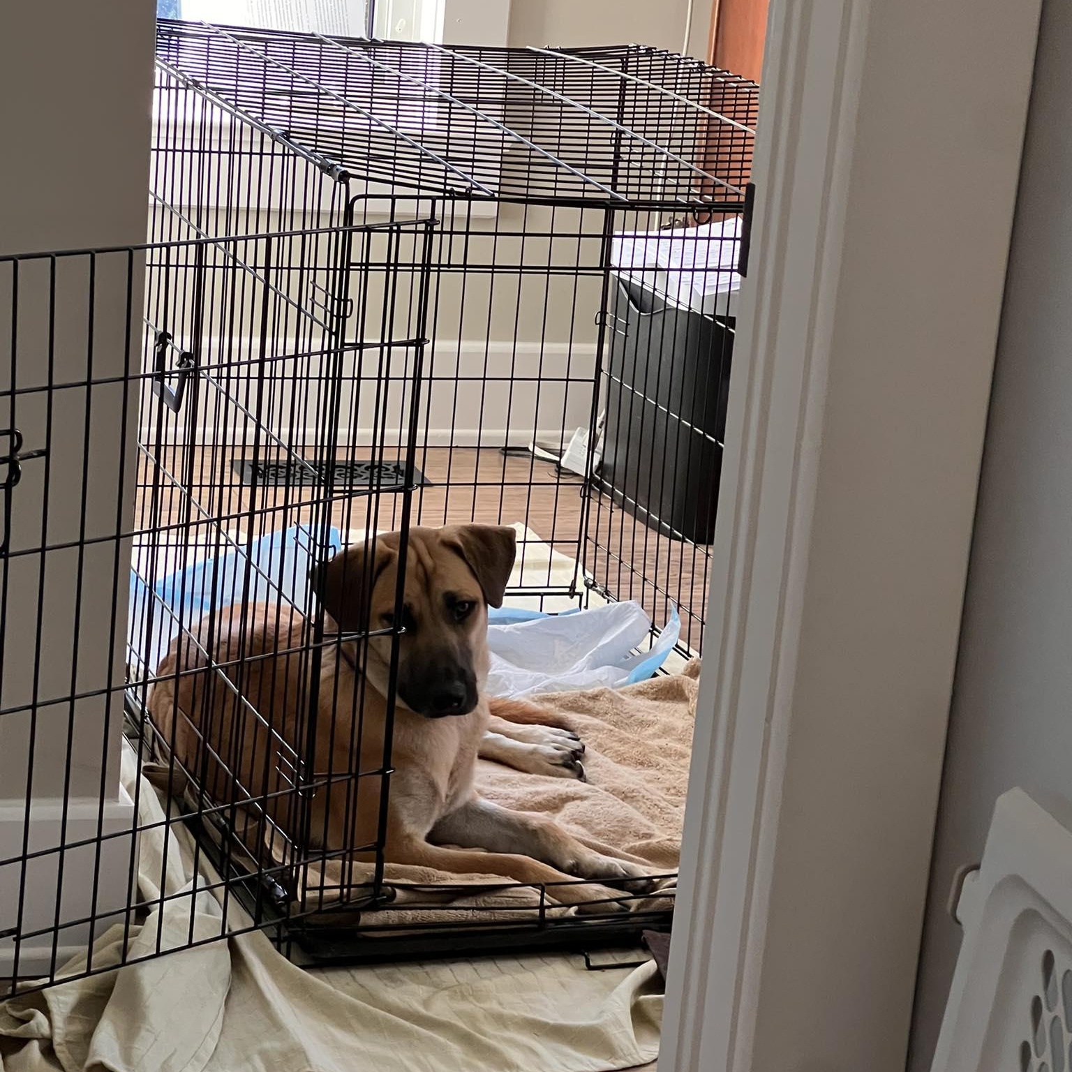 Enlarge Tony, a Adoptable mixed breed in Woodstock, ON image 2/6