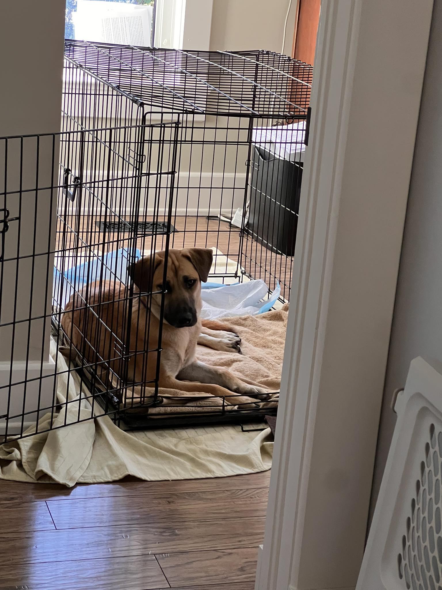 Tony, a Adoptable mixed breed in Woodstock, ON image 3/6