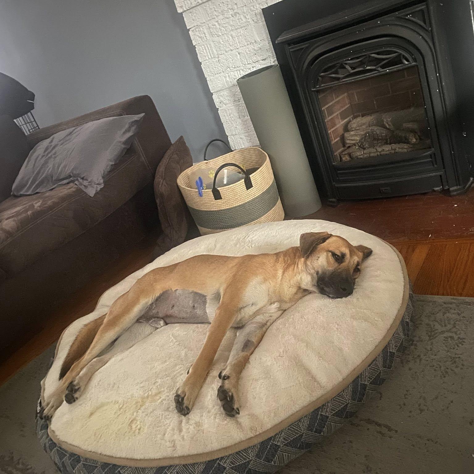 Enlarge Tony, a Adoptable mixed breed in Woodstock, ON image 3/6