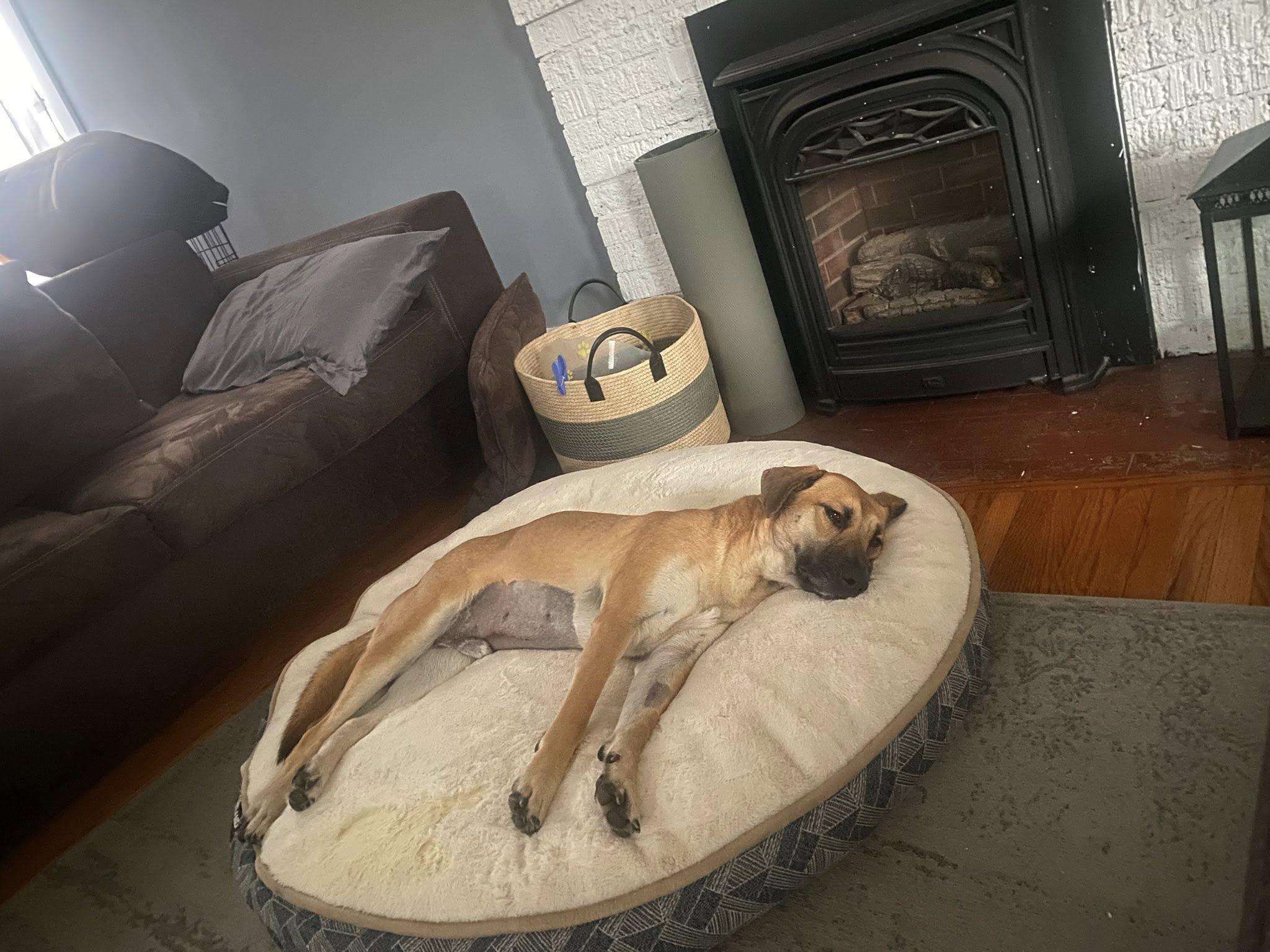 Tony, a Adoptable mixed breed in Woodstock, ON image 4/6