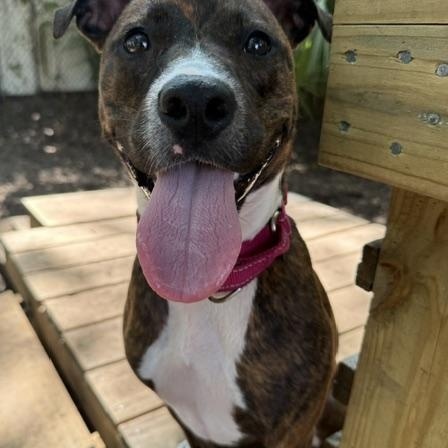 Kate, an adoptable Mixed Breed in Charleston, SC image 5/5