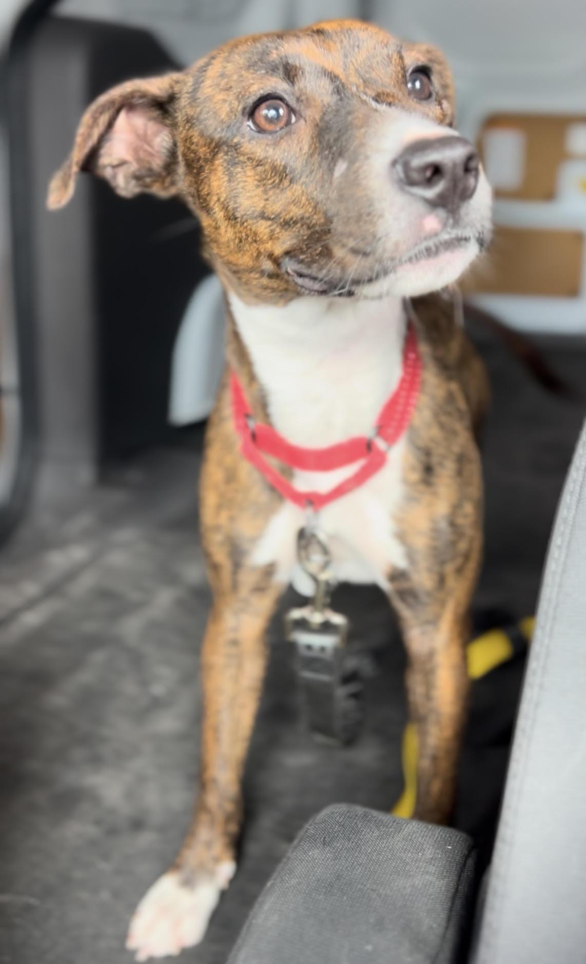 Kate, an adoptable Mixed Breed in Charleston, SC image 4/5