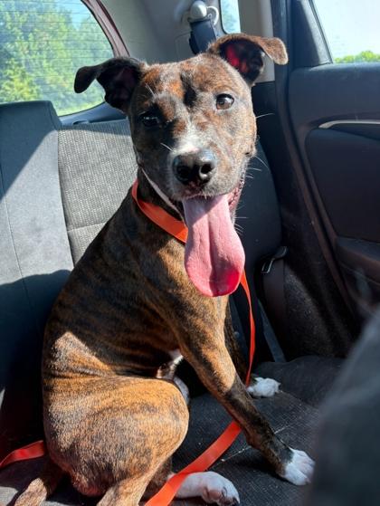 Kate, an adoptable Mixed Breed in Charleston, SC image 2/5