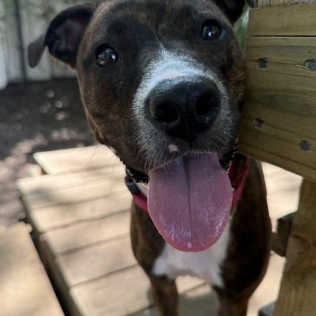 Kate, an adoptable Mixed Breed in Charleston, SC image 3/5