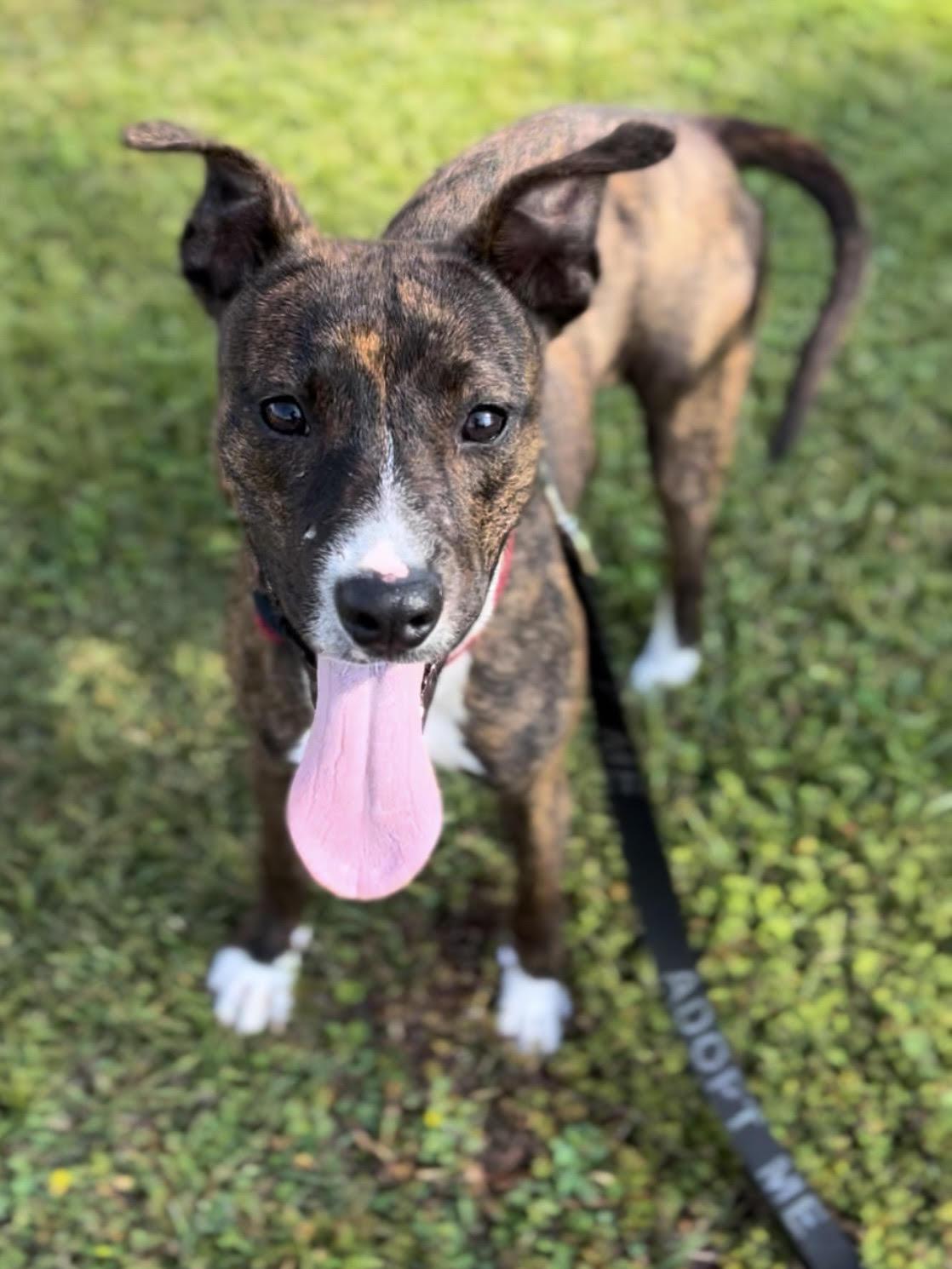 Kate, adoptable, Young Female Mixed Breed.
