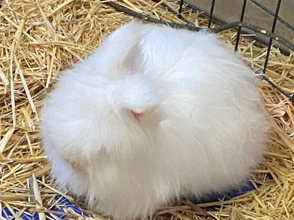 Enlarge Jahmyr Gibbs, a Adoptable mixed breed in Silverdale, WA image 2/3