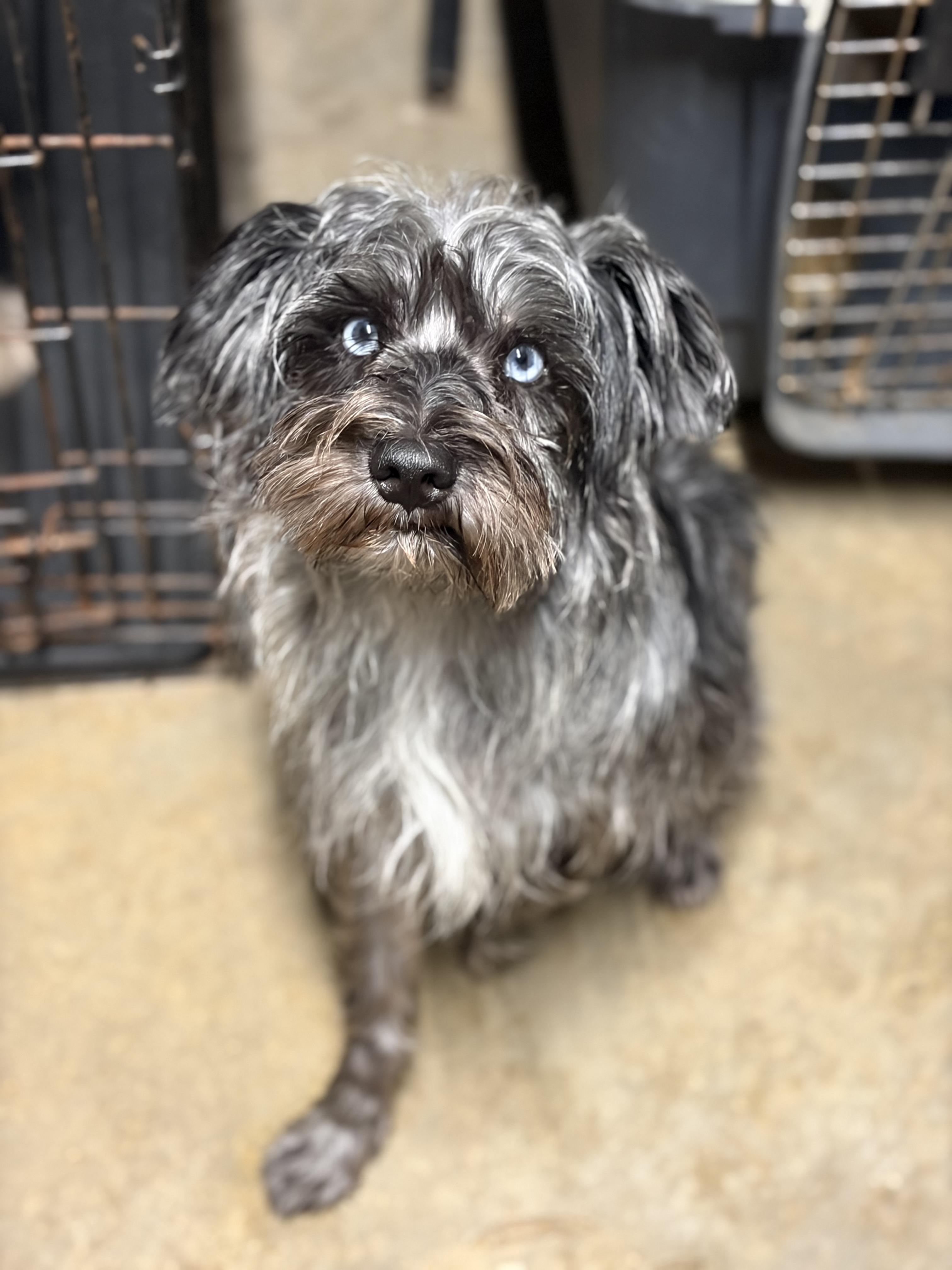 Gerard, a Adoptable mixed breed in Covington, LA image 3/3