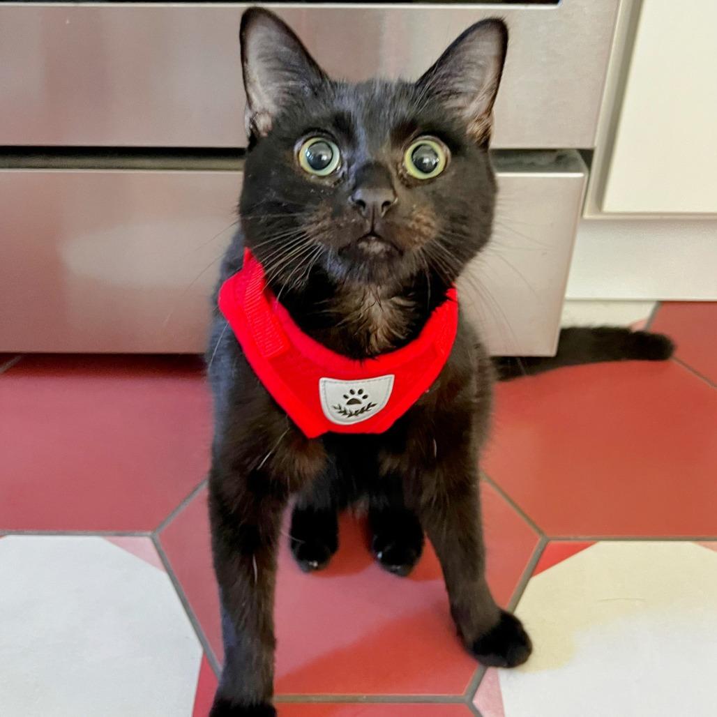 Molecule — thumbnail 2