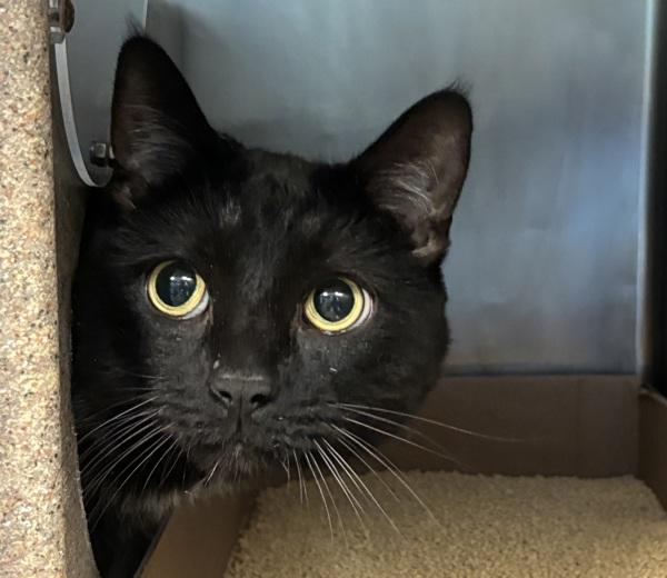 Syfy — thumbnail 4