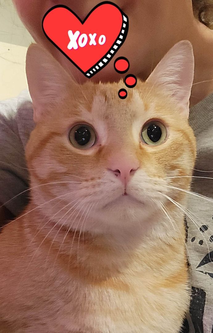 Cinnamon, Adopted, Adult Male Domestic Short Hair.