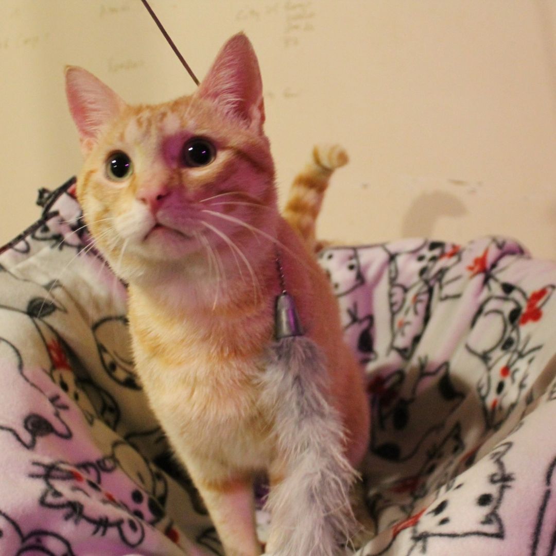 Cinnamon, a Adopted Domestic Short Hair in Hempstead, TX image 2/2