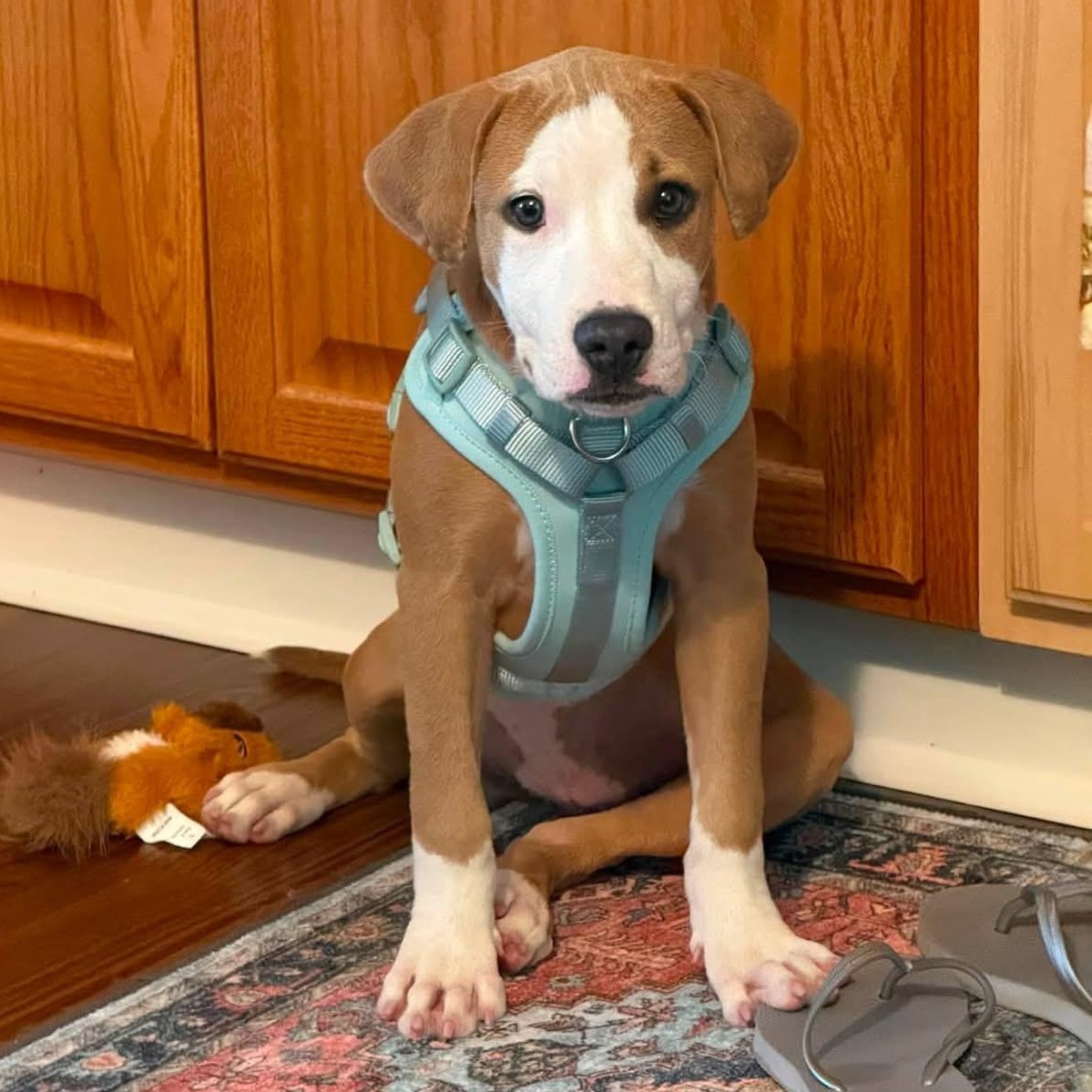 Rue, Adopted, Puppy Female Pit Bull Terrier.