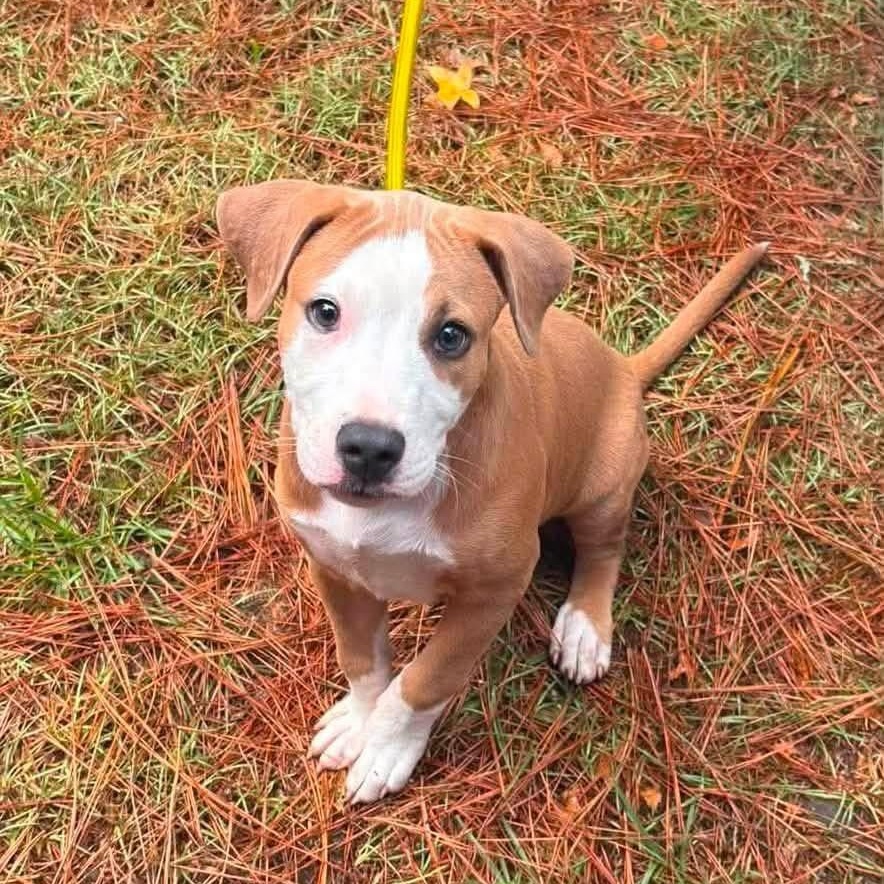 Enlarge Rue, a Adopted mixed breed in Baltimore, MD image 2/2