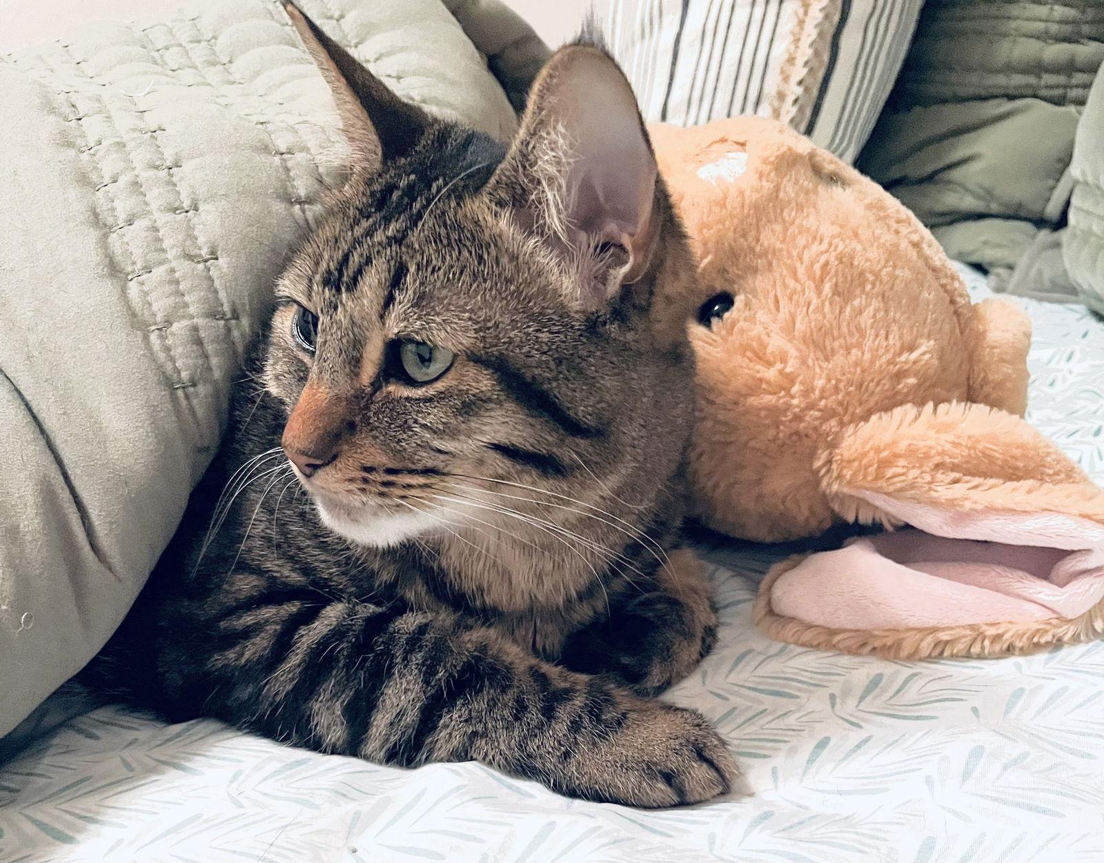 Wiz, Adoptable, Adult Female Tabby & Domestic Short Hair.