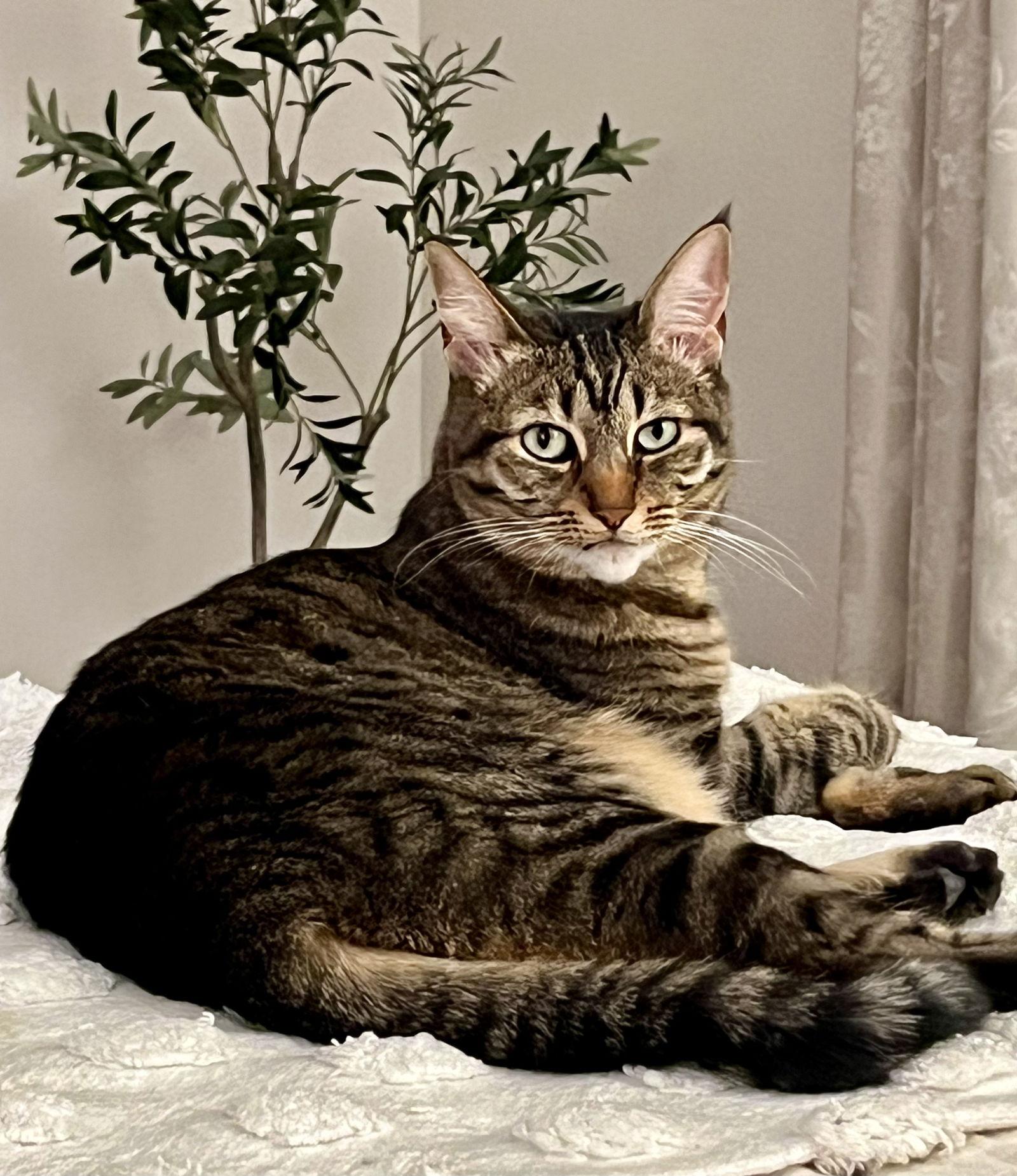 Enlarge Wiz, a Adoptable mixed breed in Vacaville, CA image 3/3