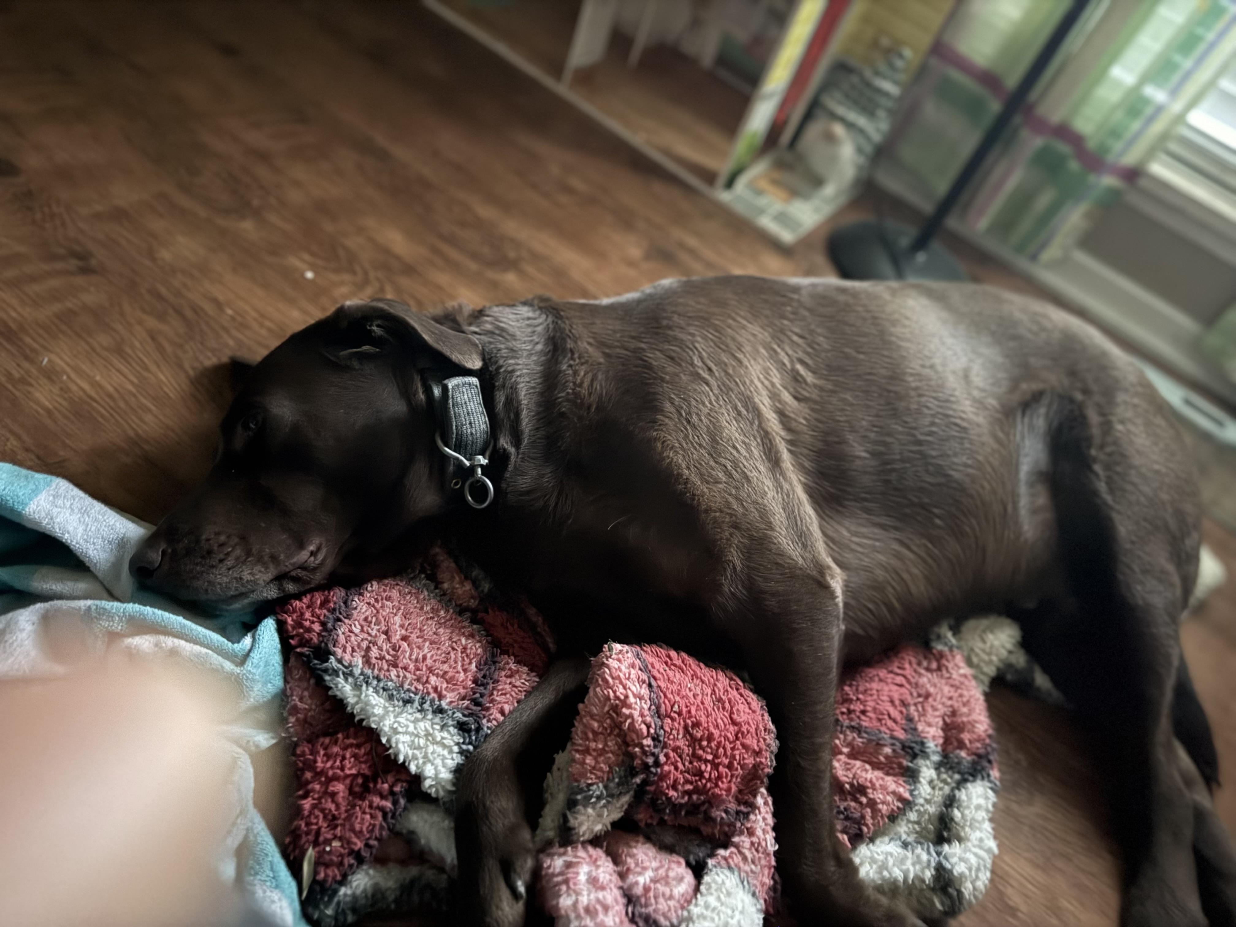 Jake, a Adopted Chocolate Labrador Retriever in Arlington, TX image 2/2