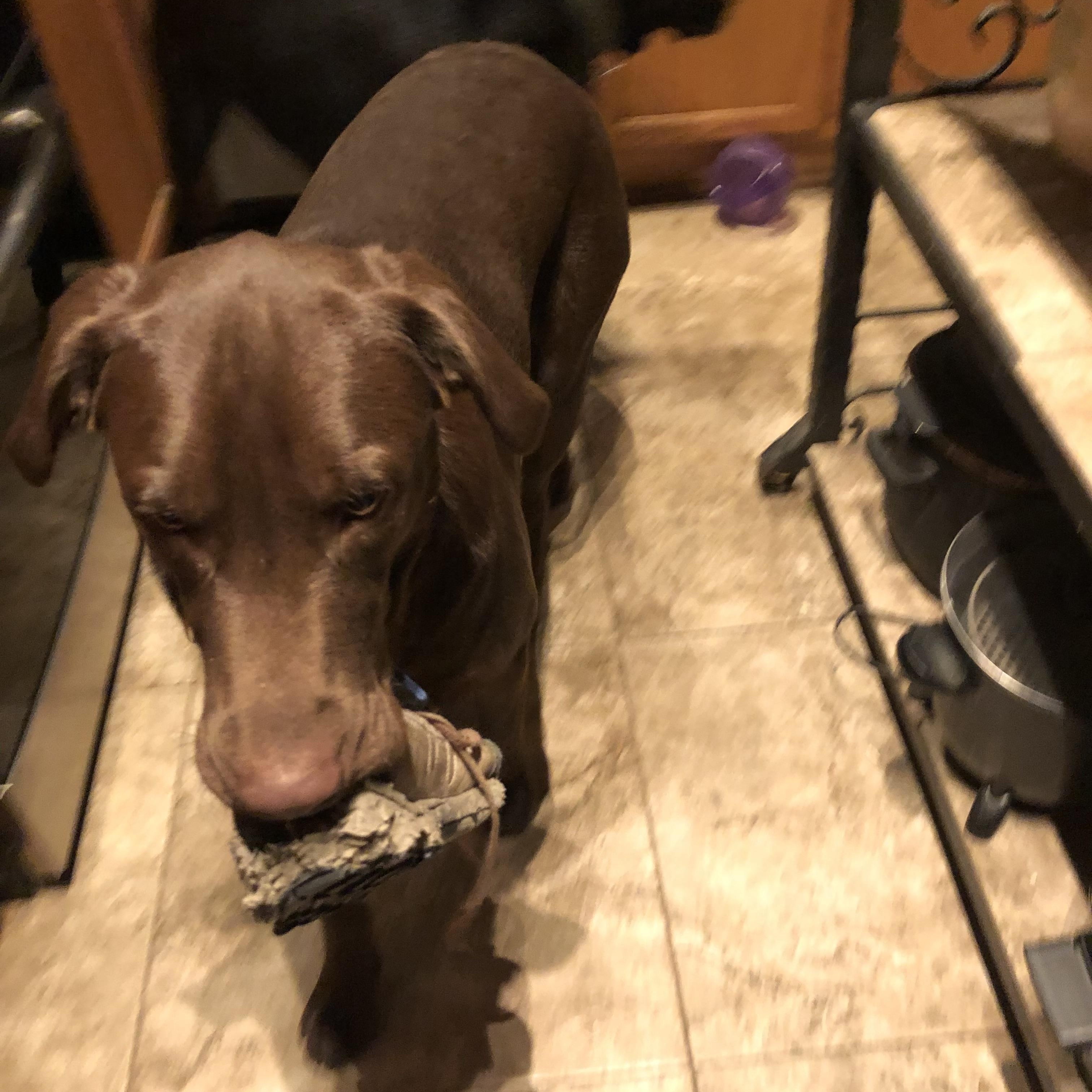 Jake, Adopted, Adult Male Chocolate Labrador Retriever.