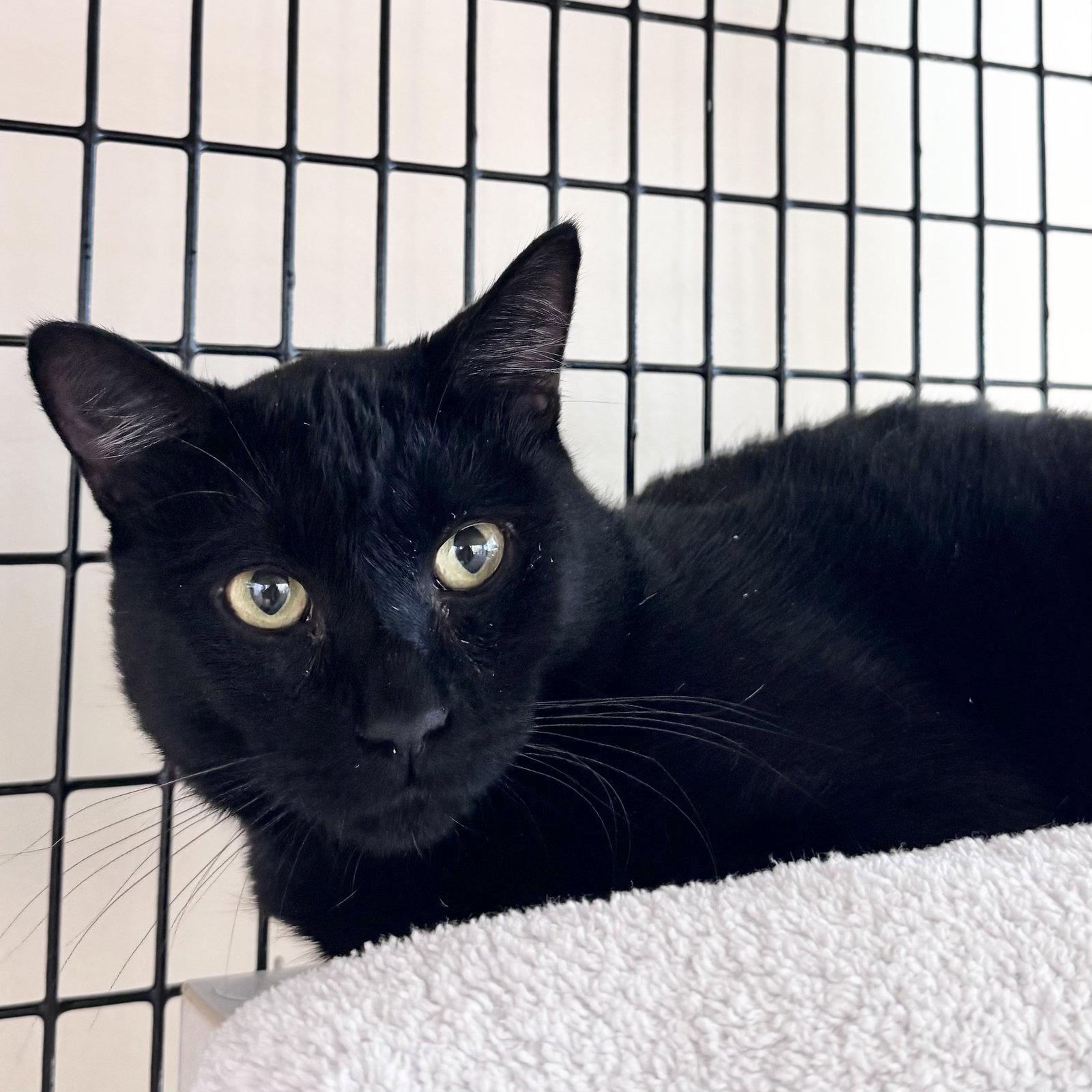 Mr. Snuffleuphagus, Adoptable, Adult Male Domestic Short Hair & Domestic Short Hair.