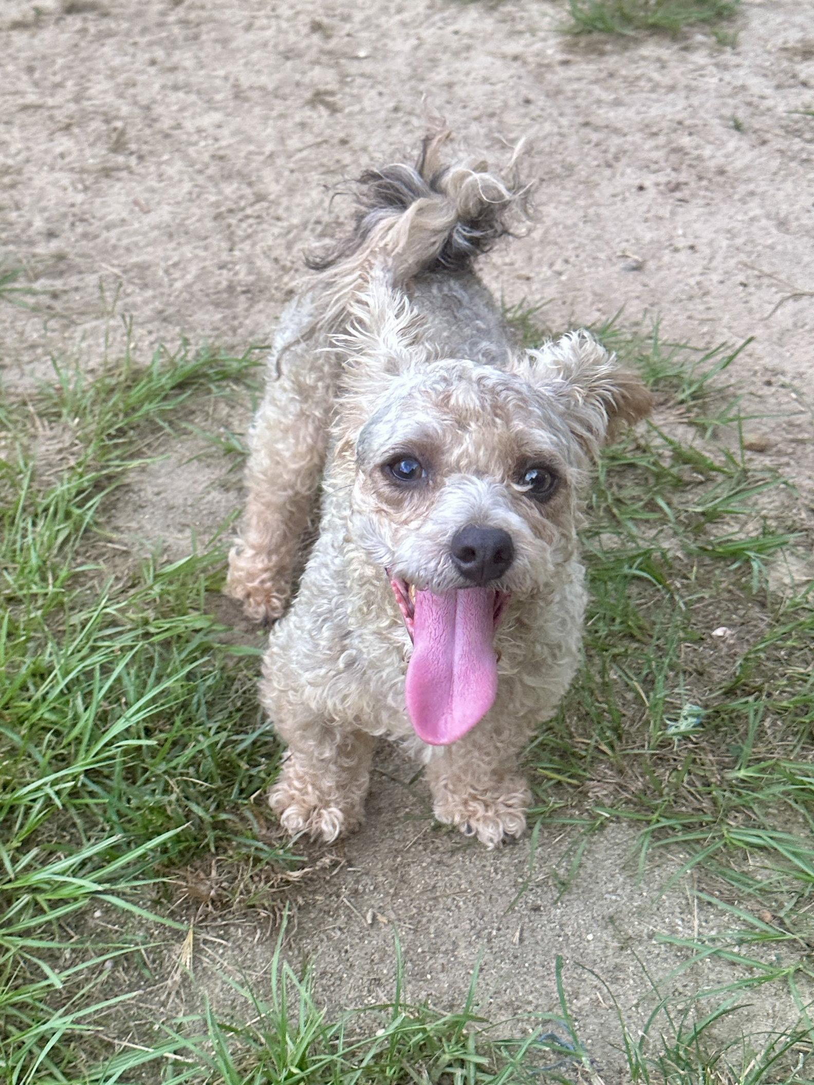 Scooter, Adoptable, Young Male Poodle.