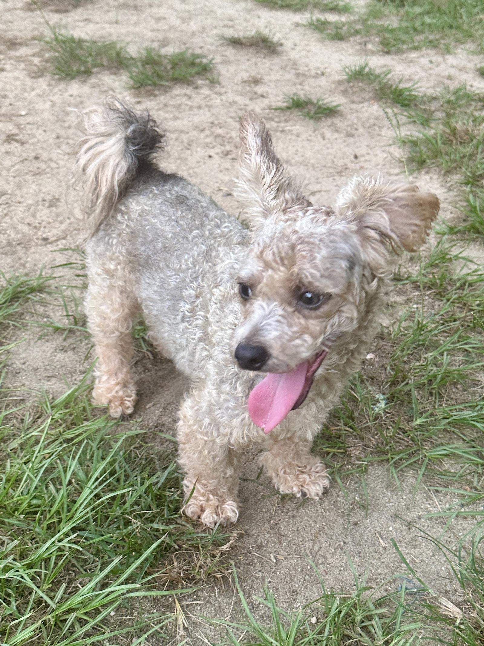 Enlarge Scooter, a Adoptable Poodle in Eastman, GA image 2/3