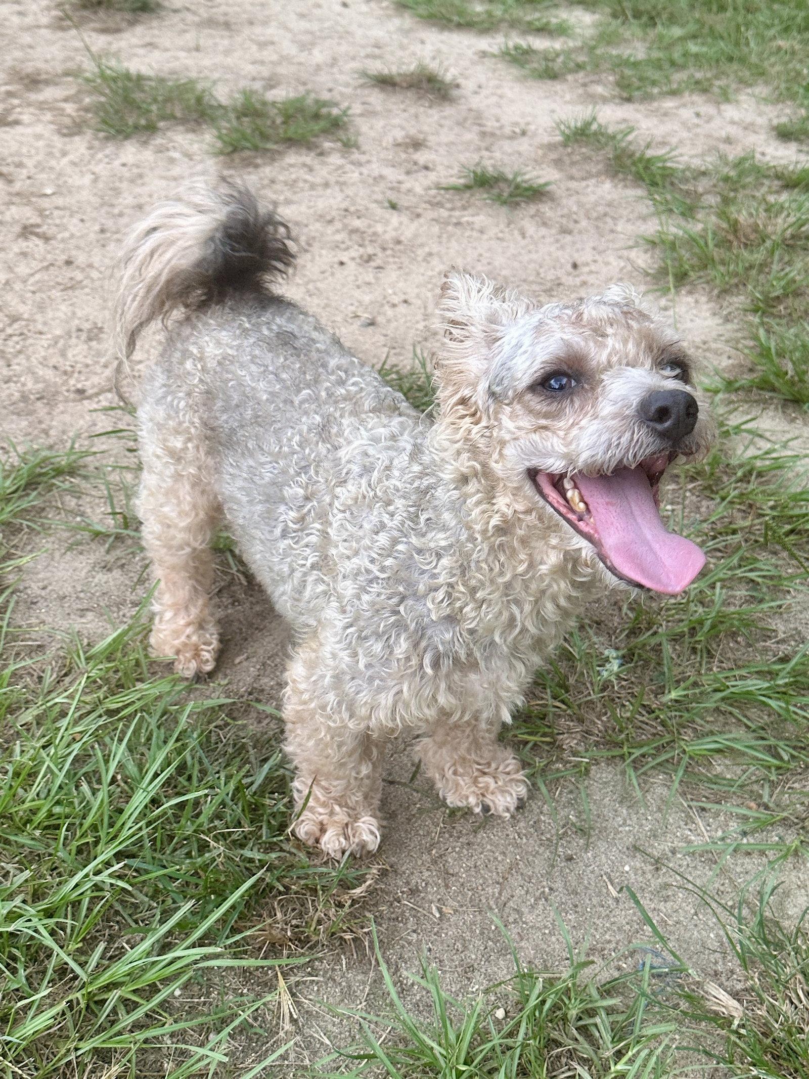 Enlarge Scooter, a Adoptable Poodle in Eastman, GA image 3/3
