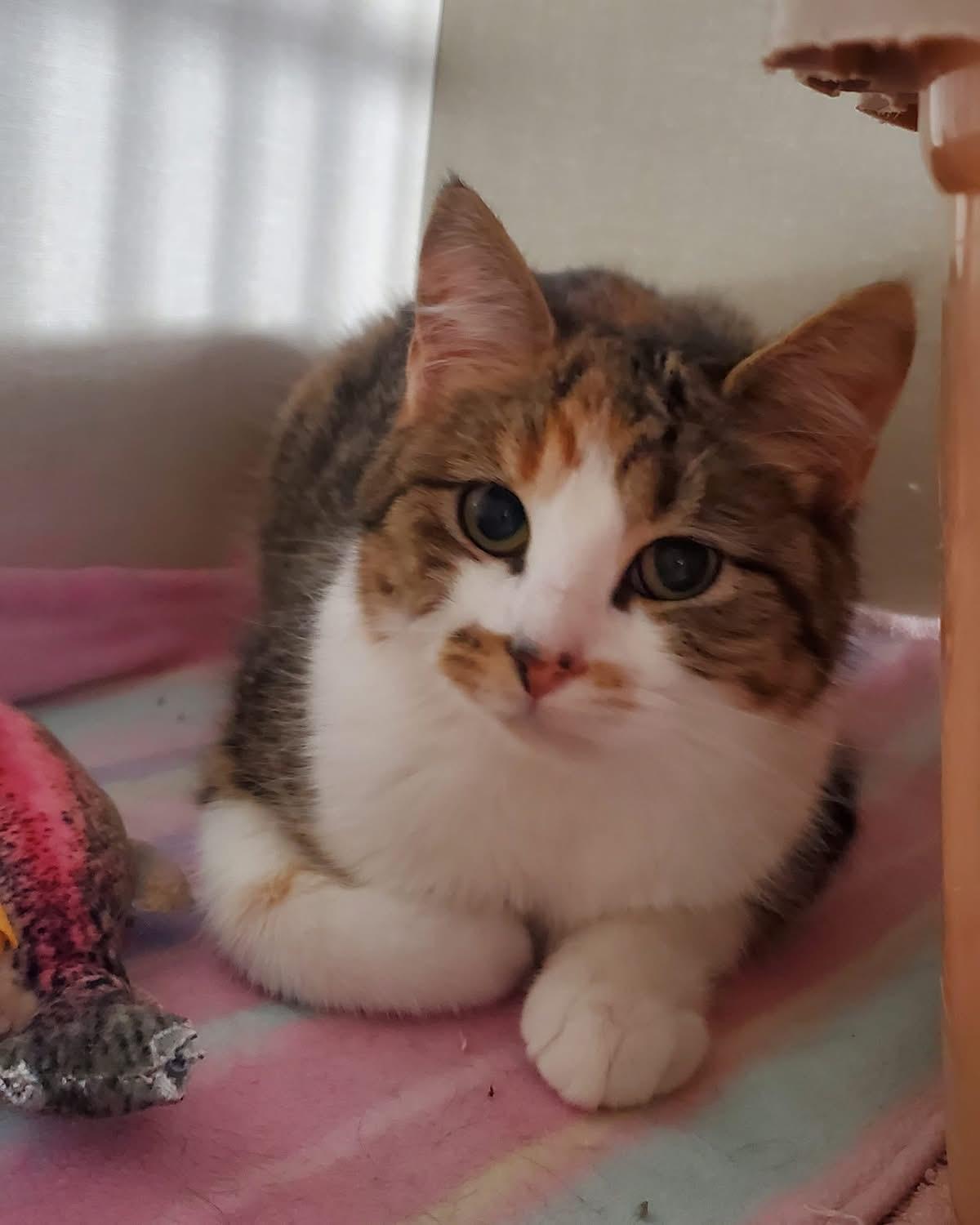 Alli, ADOPTABLE, Young Female Domestic Short Hair.