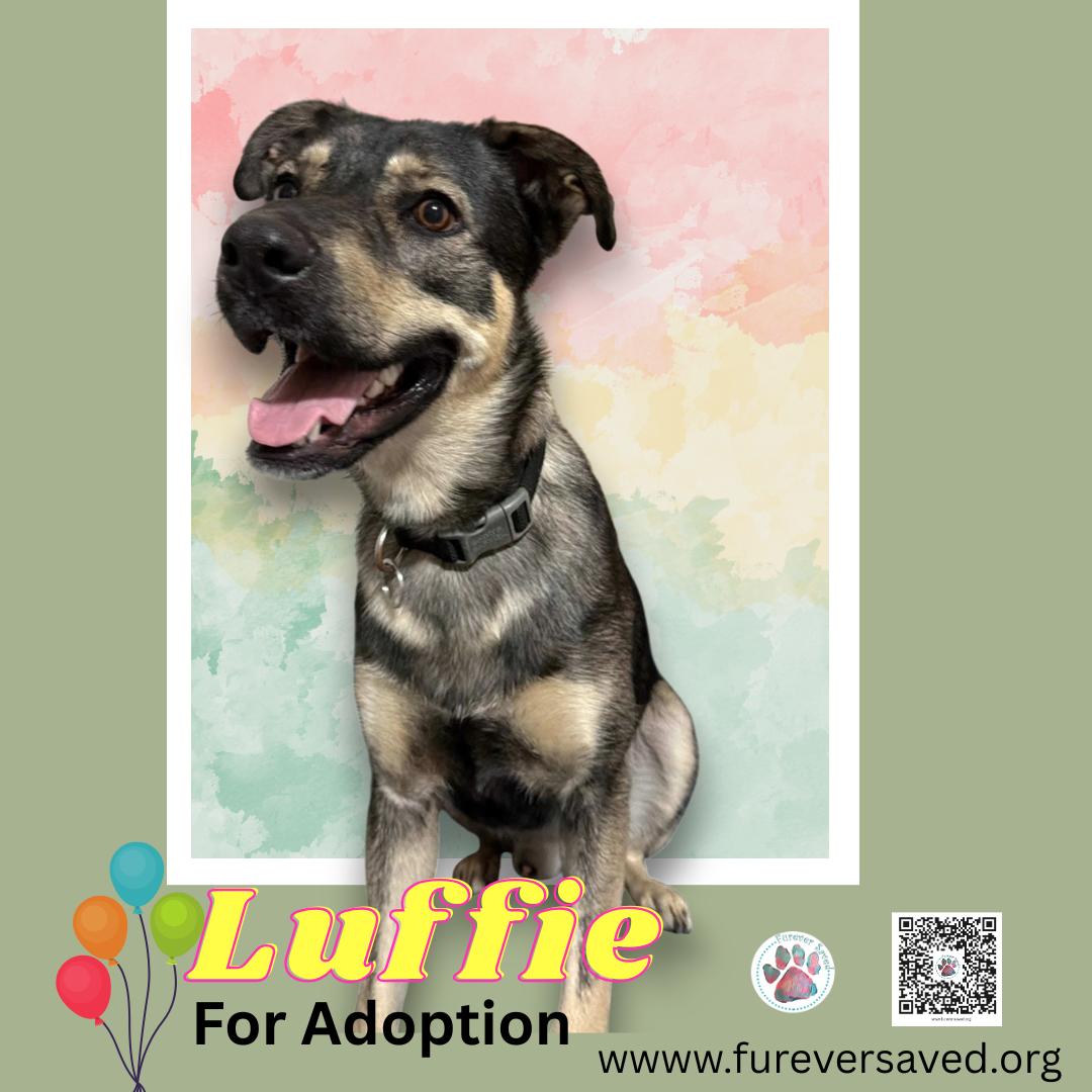Luffy , a Adoptable mixed breed in Miami, FL image 3/4