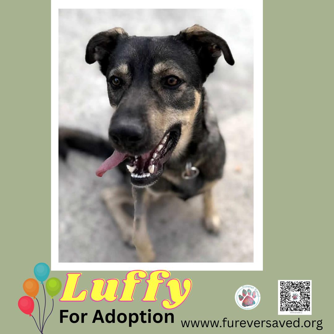 Luffy , a Adoptable mixed breed in Miami, FL image 4/4