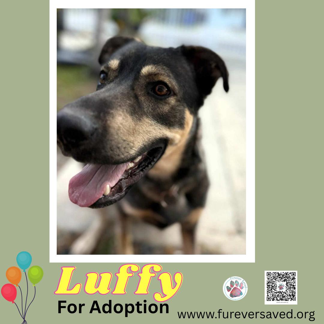 Luffy , a Adoptable mixed breed in Miami, FL image 2/4