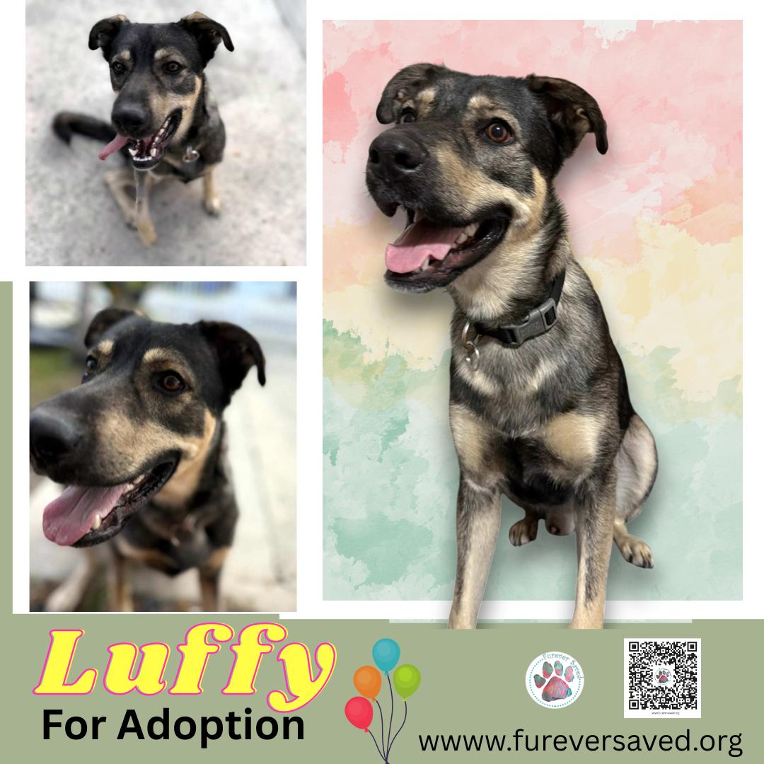 Luffy , a Adoptable mixed breed in Miami, FL image 1/4