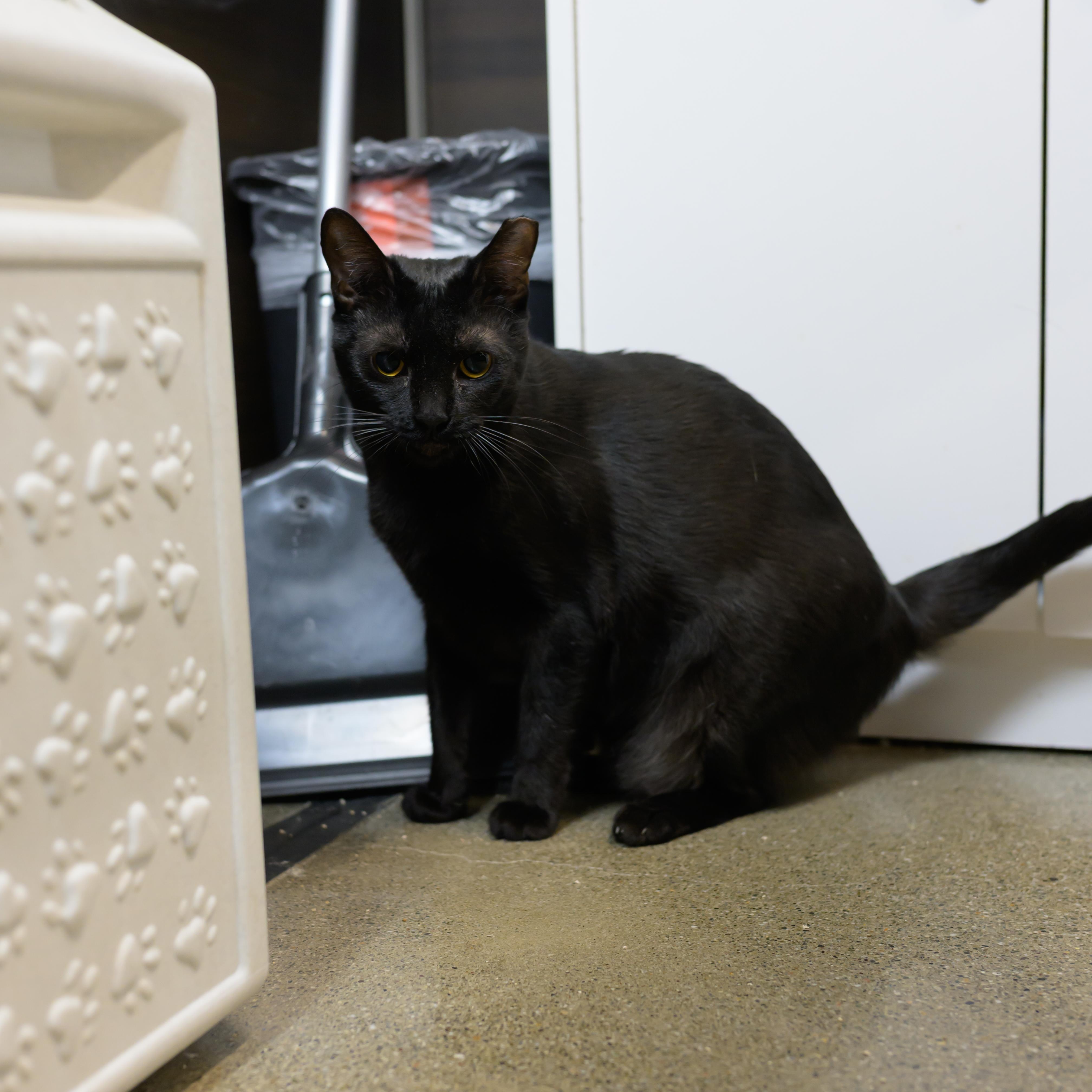 Ladybug, a Adoptable Domestic Short Hair in Fairfield, CA image 2/6