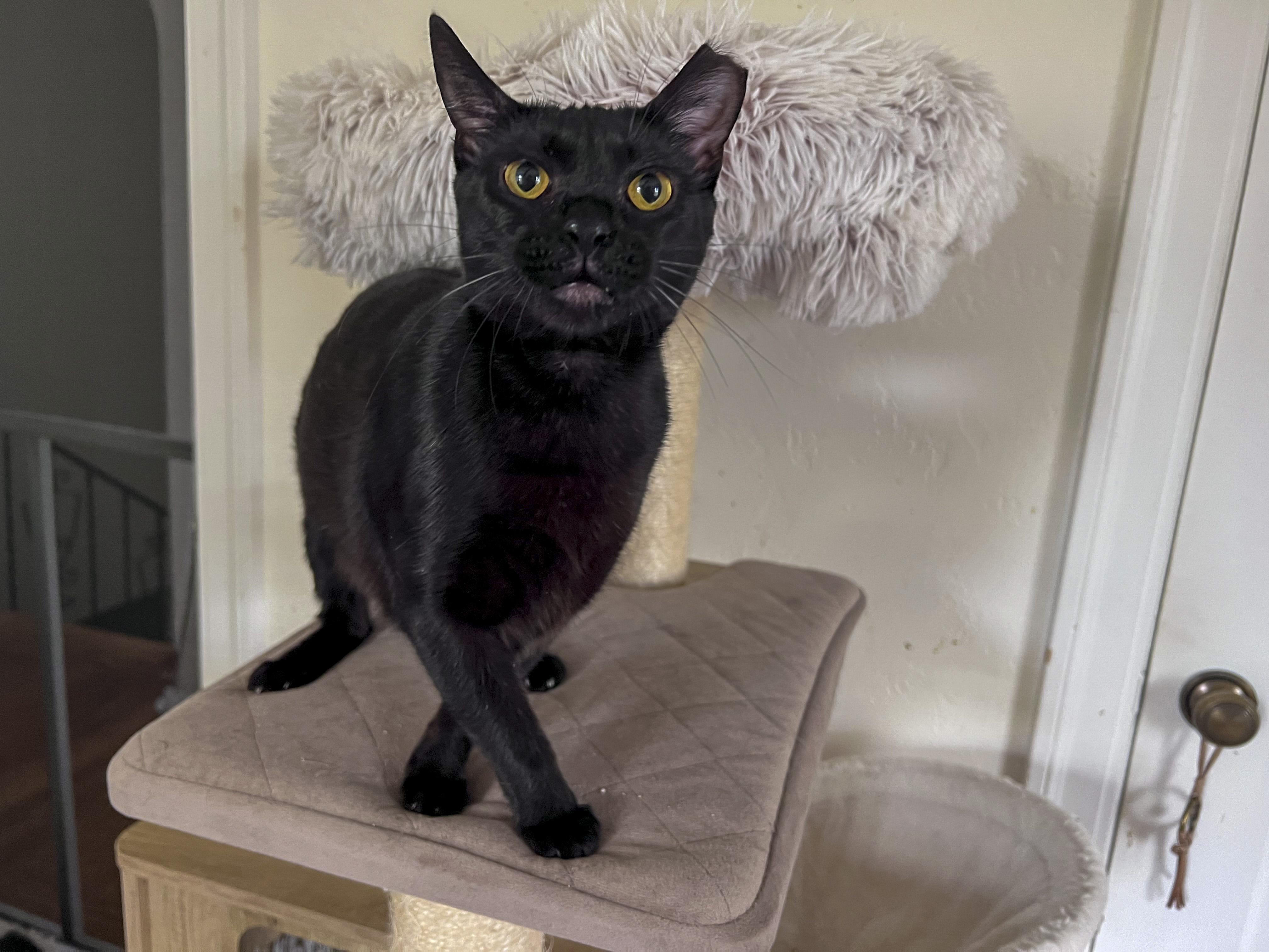 Ladybug, a Adoptable Domestic Short Hair in Fairfield, CA image 3/6
