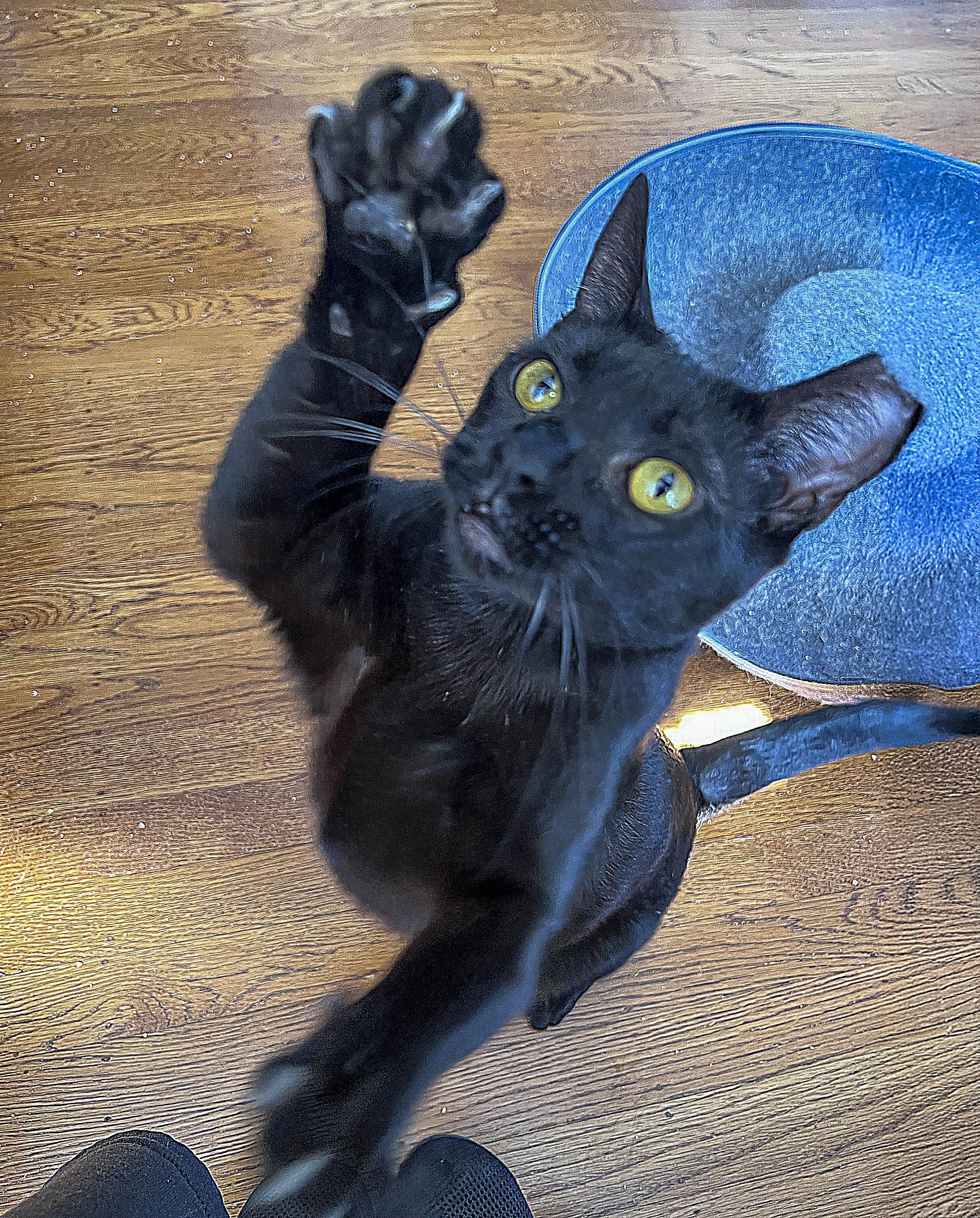 Ladybug, a Adoptable Domestic Short Hair in Fairfield, CA image 4/6