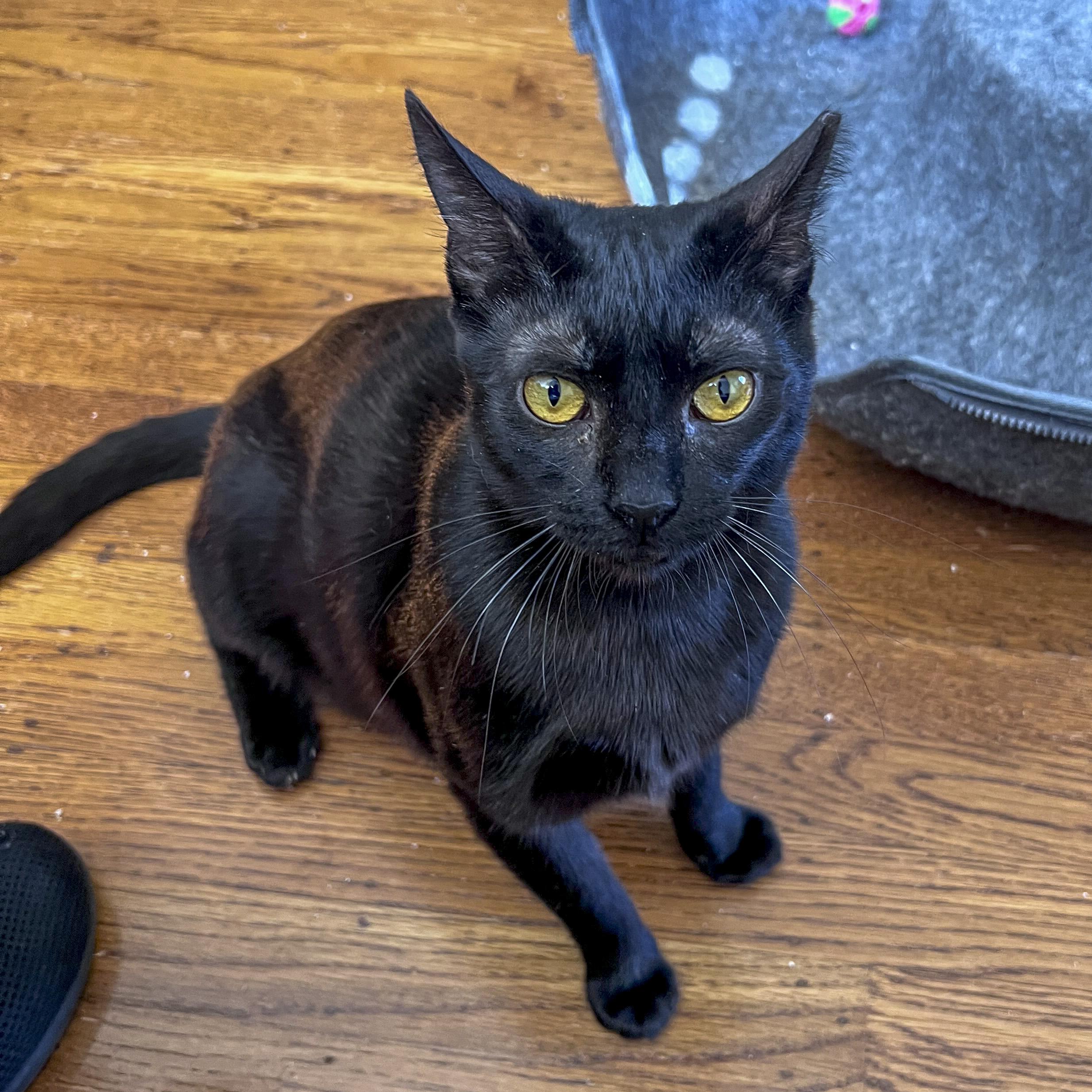 Ladybug, a Adoptable Domestic Short Hair in Fairfield, CA image 5/6