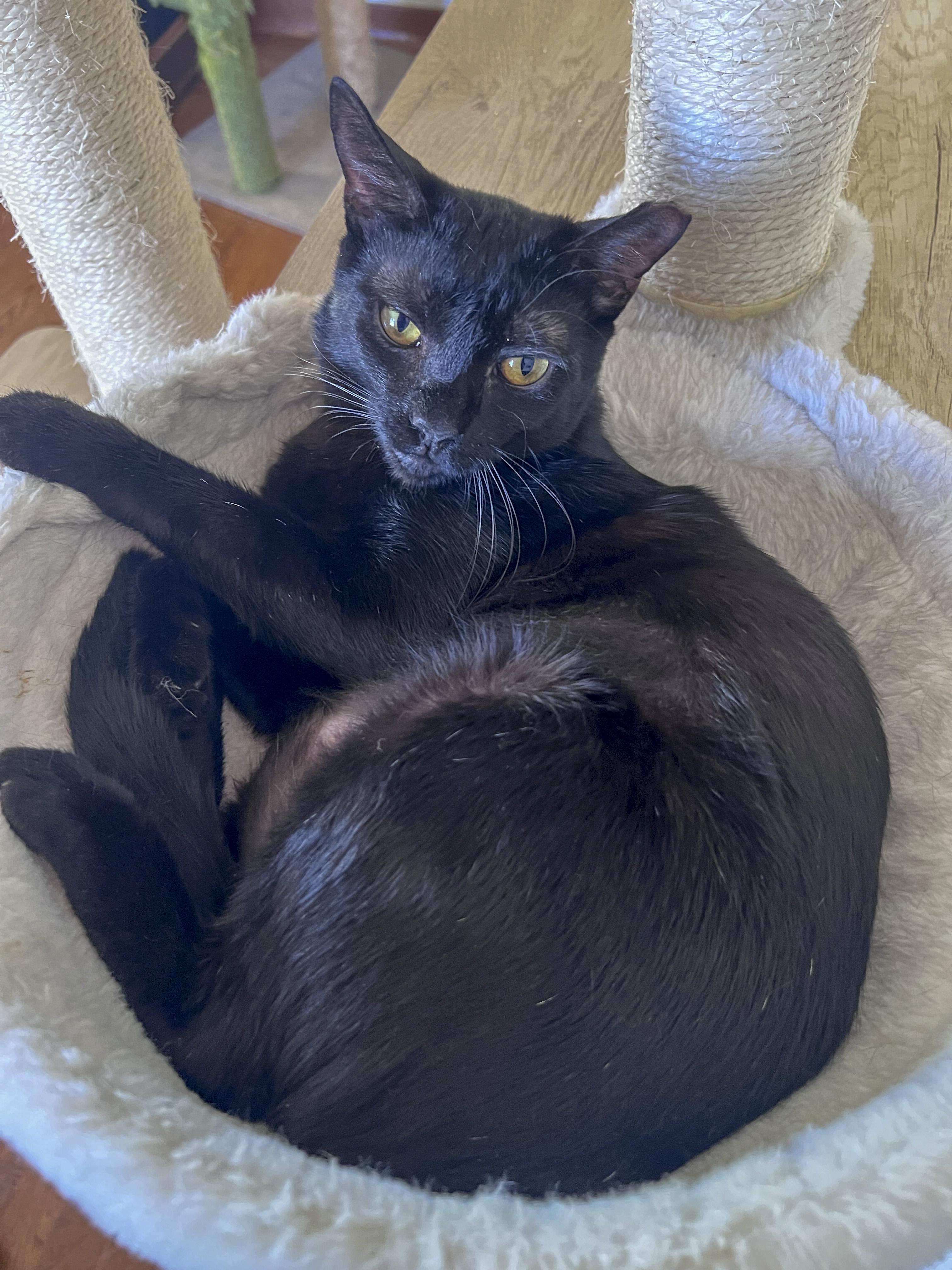 Ladybug, a Adoptable Domestic Short Hair in Fairfield, CA image 6/6