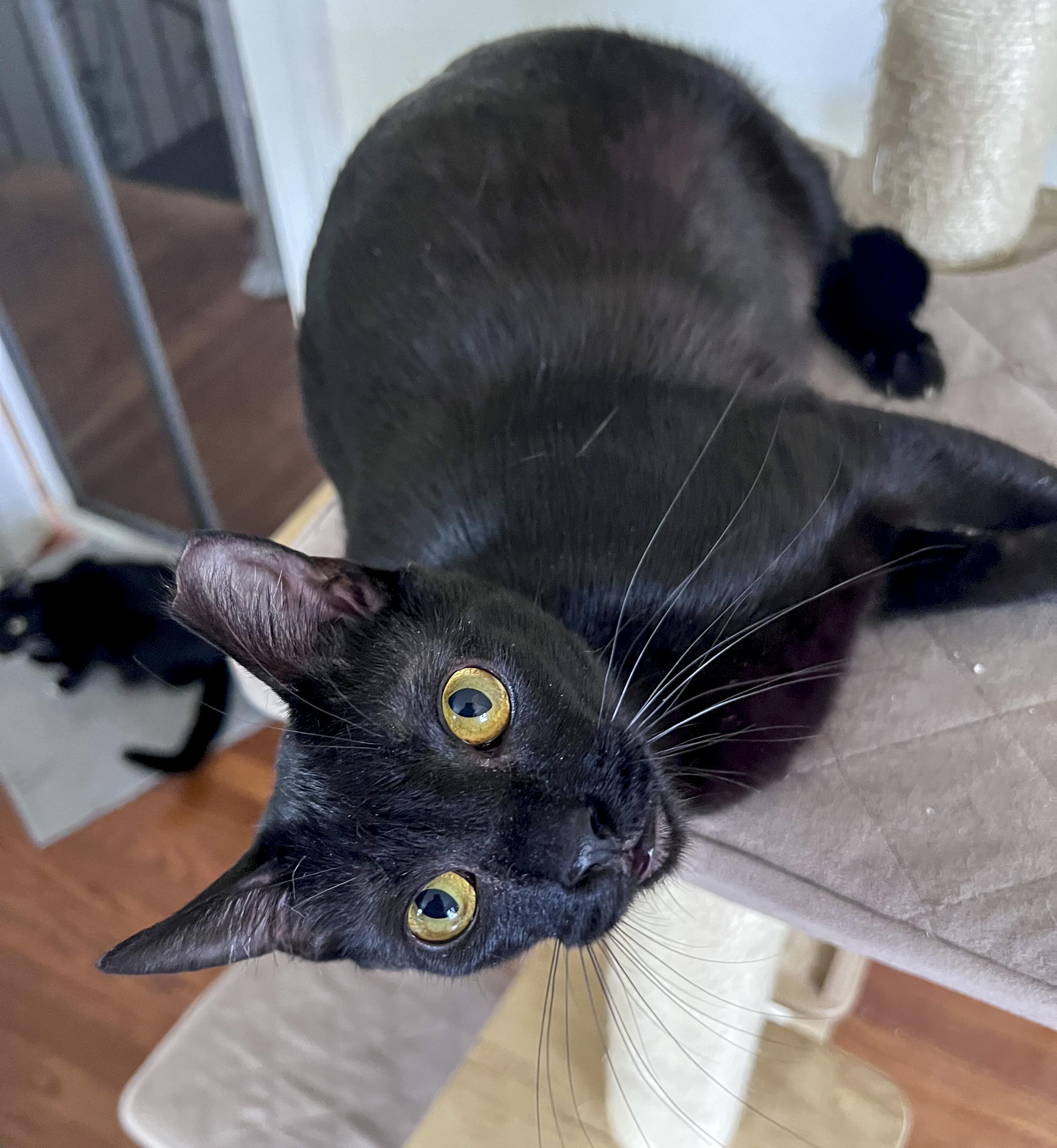 Ladybug, Adoptable, Adult Female Domestic Short Hair.