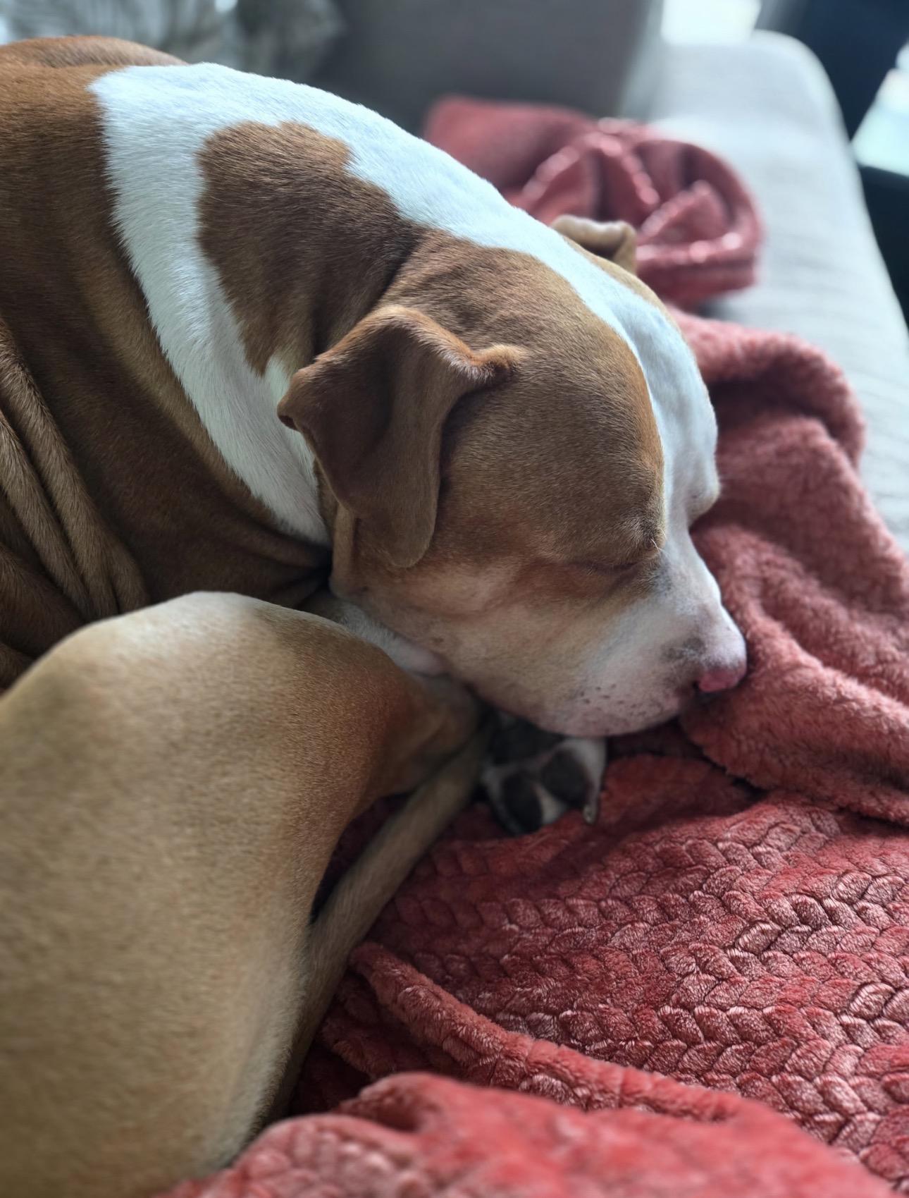 Brutus, a ADOPTABLE mixed breed in Thornton, CO image 4/6